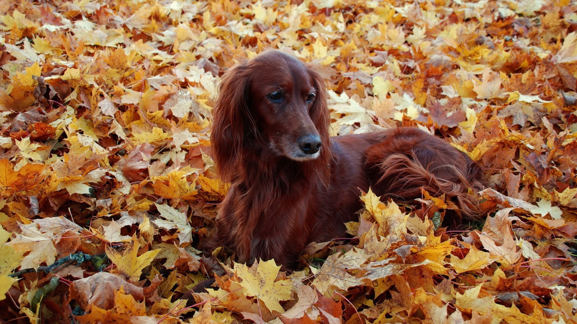 1920x1080 dog, Fall, Animals, Setters, Leaves Wallpapers HD / Desktop and Mobile  Backgrounds