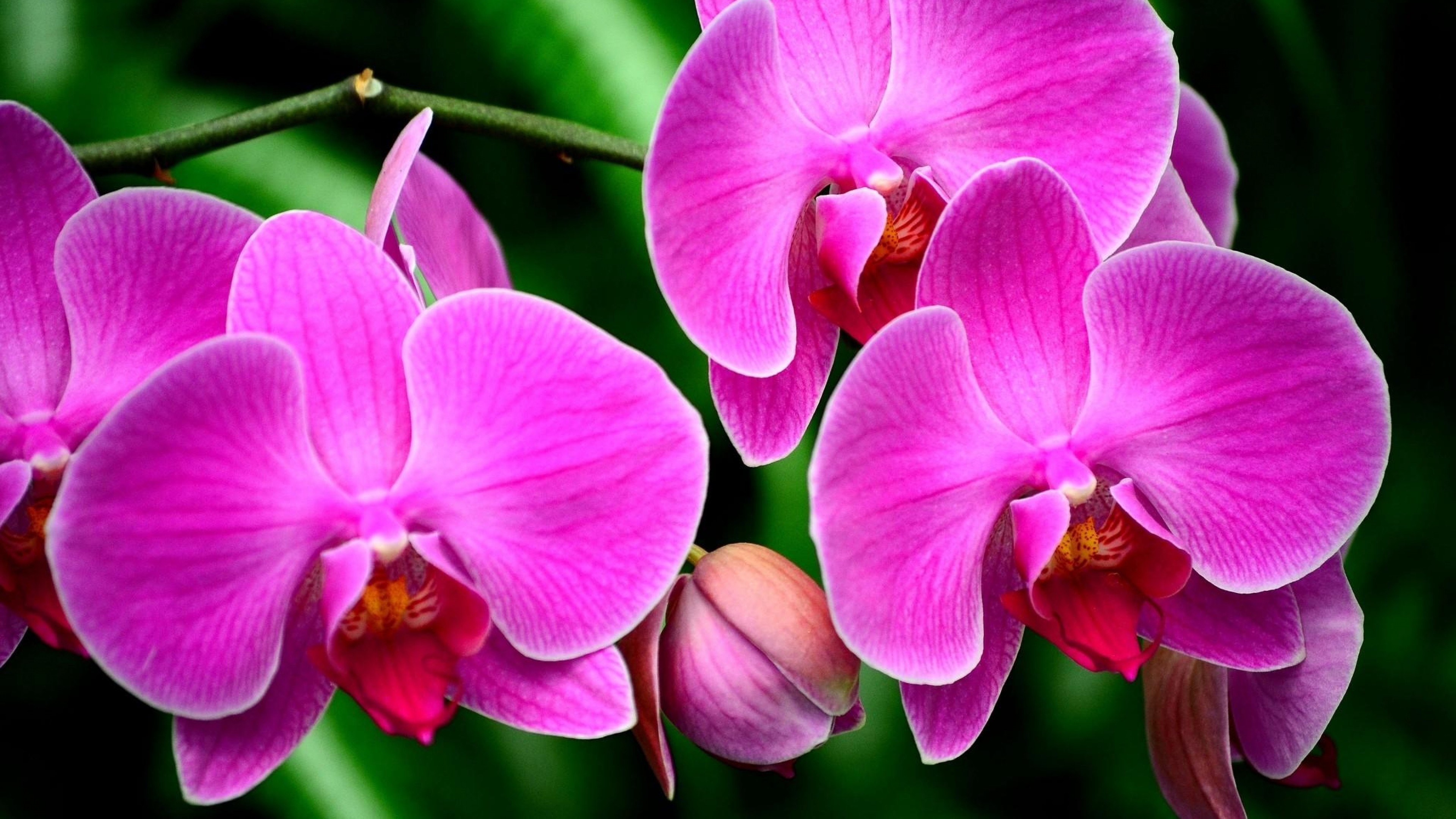 3840x2160 Ultra HD Wallpaper, flower 4K | Wallpaper  Orchid, Flower, Branch,  Exotic