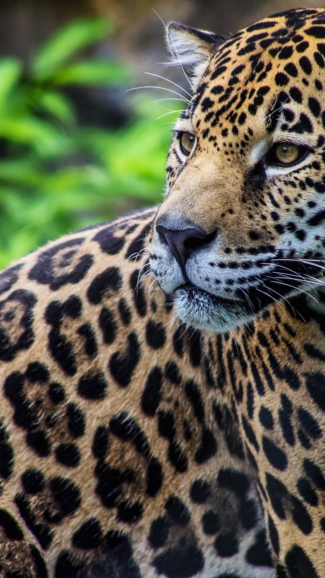 1080x1920 Jaguar, Looking Away, Predator, Big Cats
