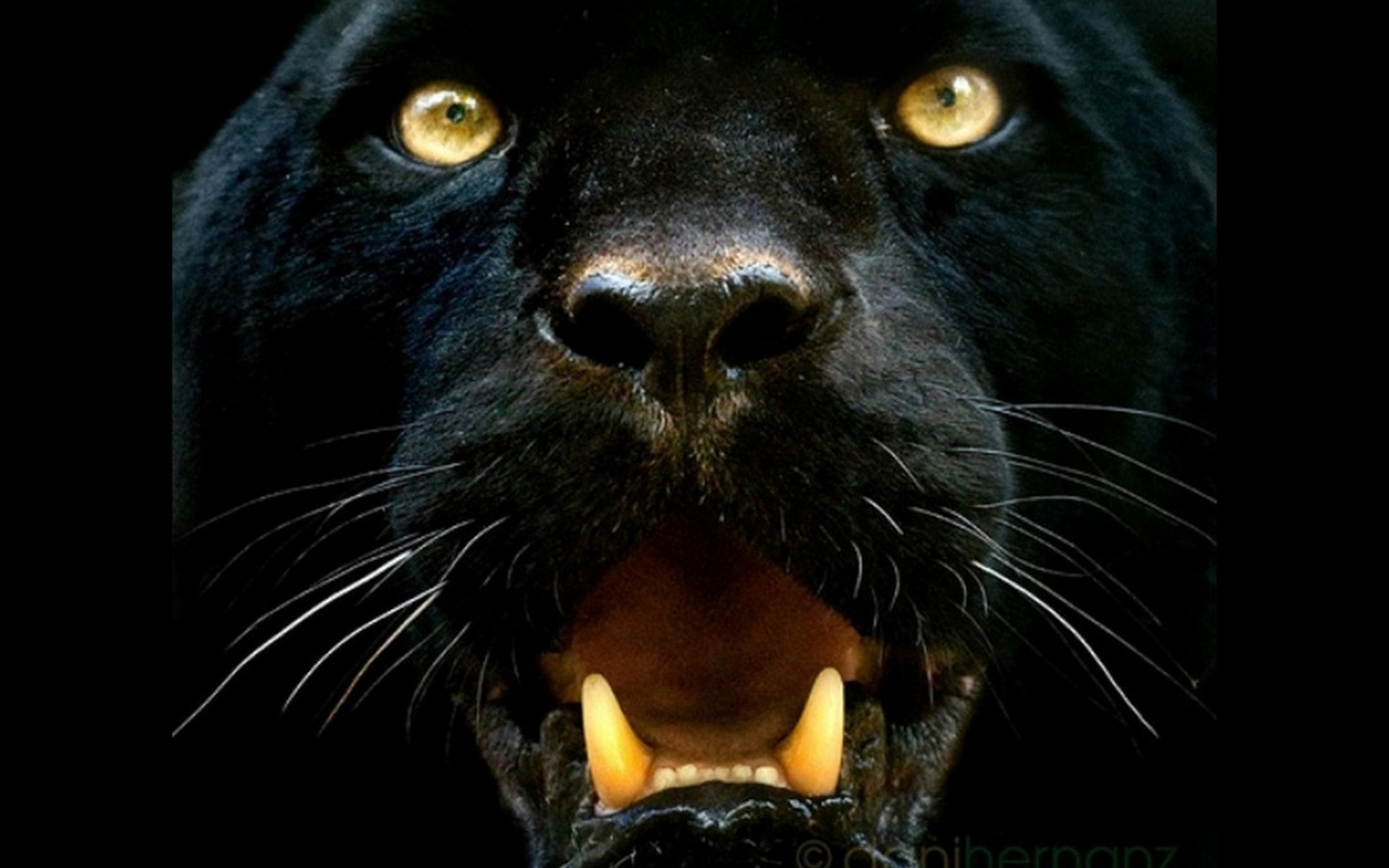 Black jaguar HD wallpapers  Pxfuel