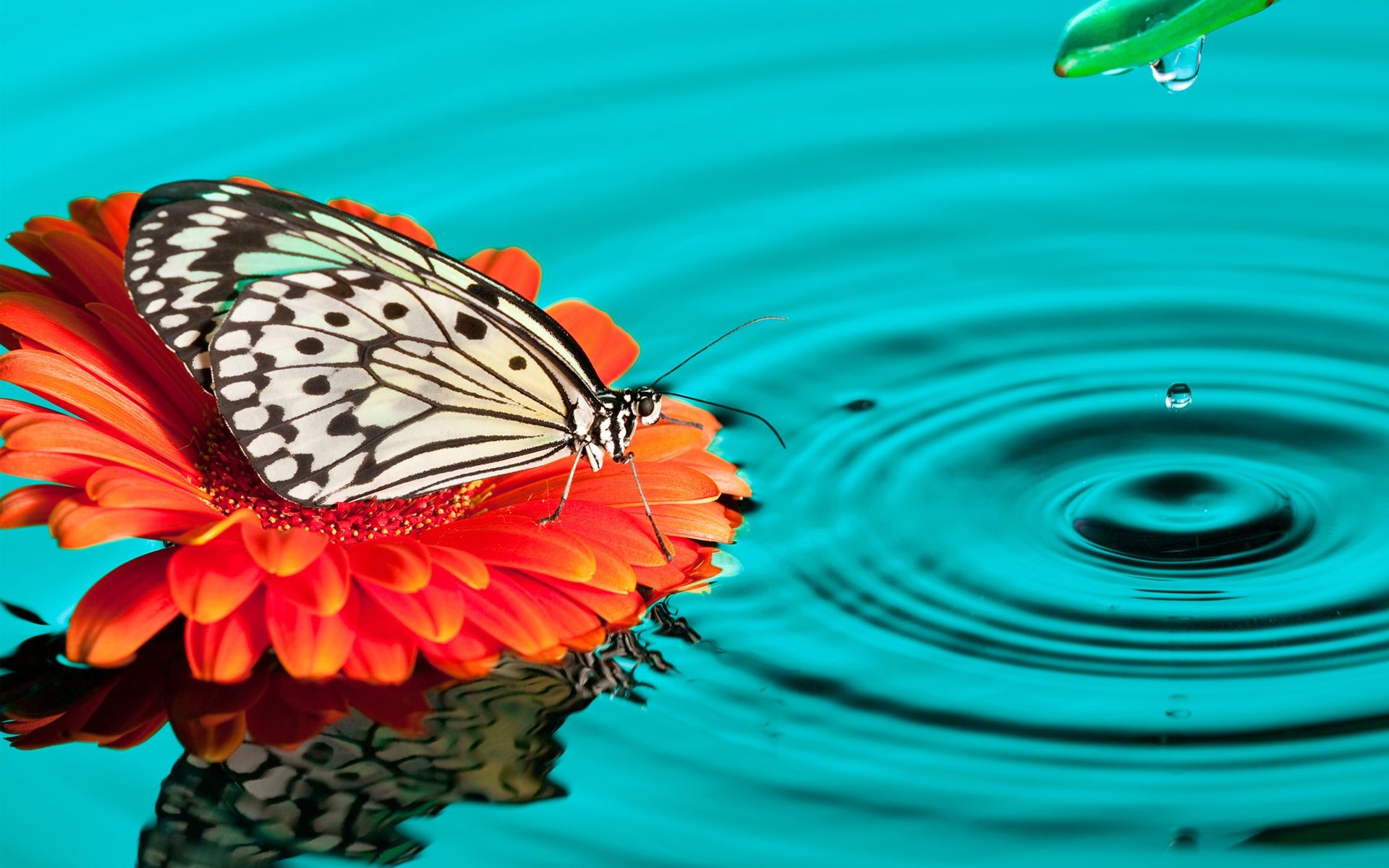 1920x1200 flower on butterfly hd water drops