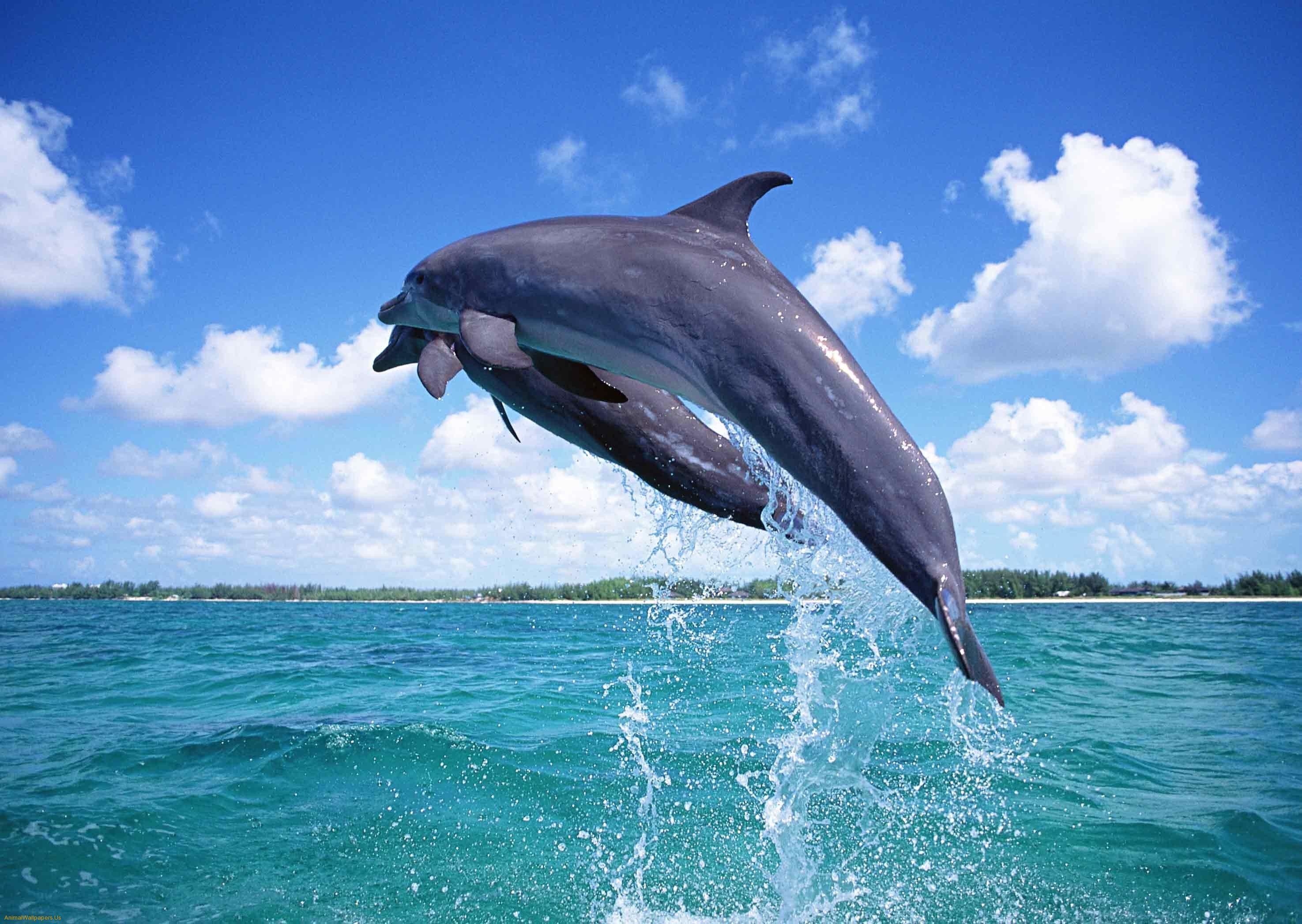 2950x2094 nature dolphin fish image. natural dolphin fish wallpaper