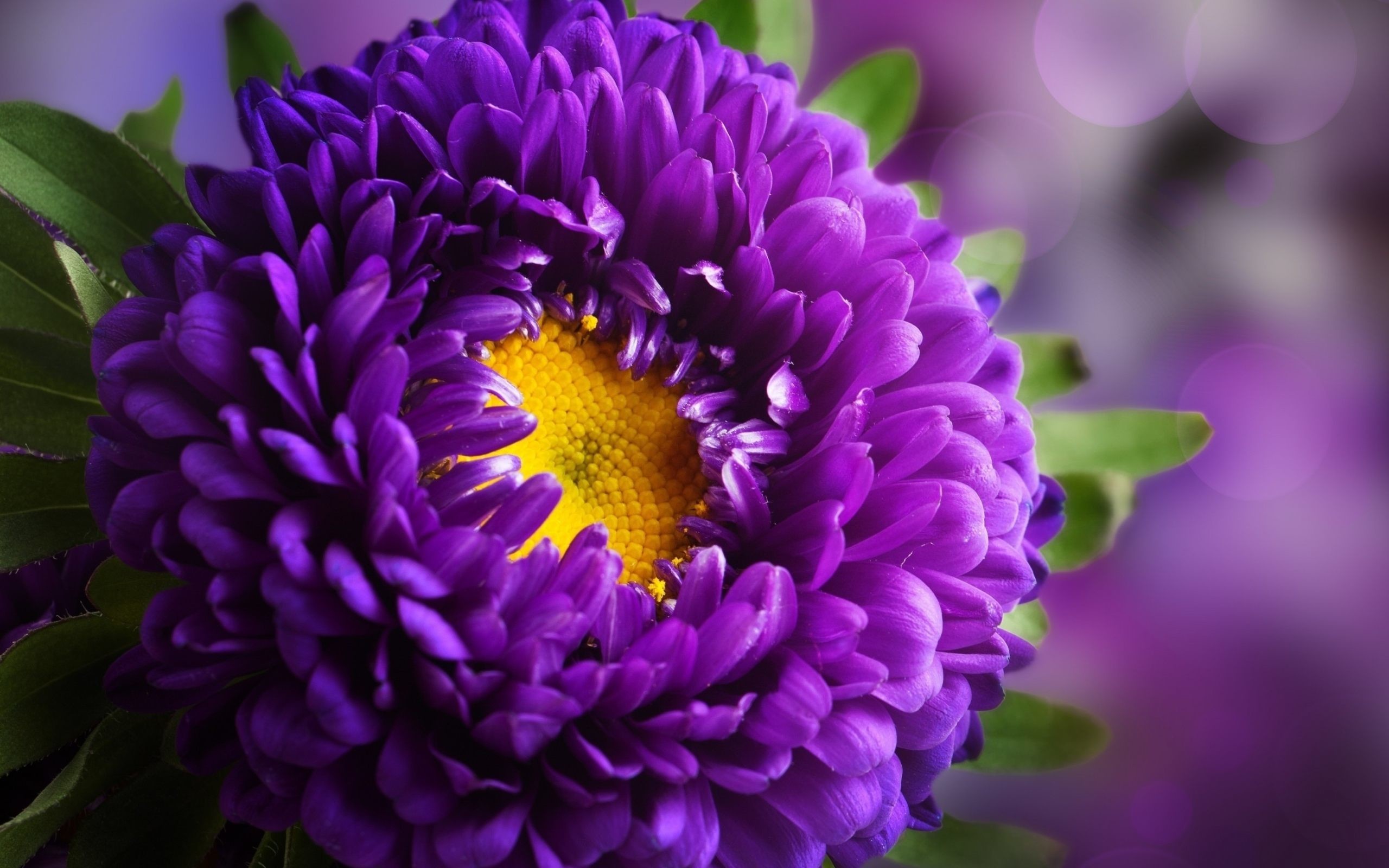 2560x1600 ... Purple Flower High Definition Wallpapers ...