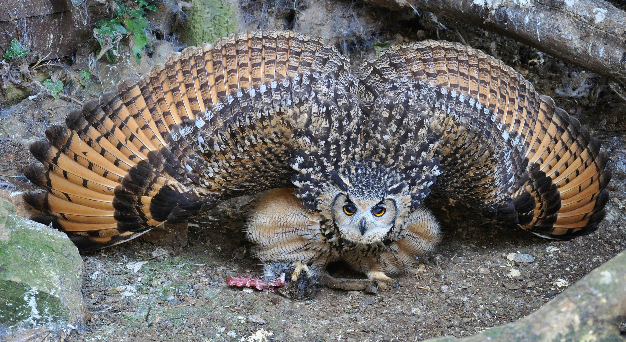 2048x1118 HD Wallpaper | Background ID:419575.  Animal Burrowing Owl