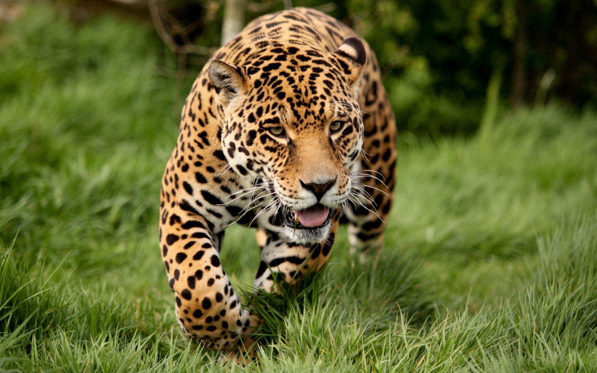 1920x1200  Wallpaper leopard, grass, run, big cat