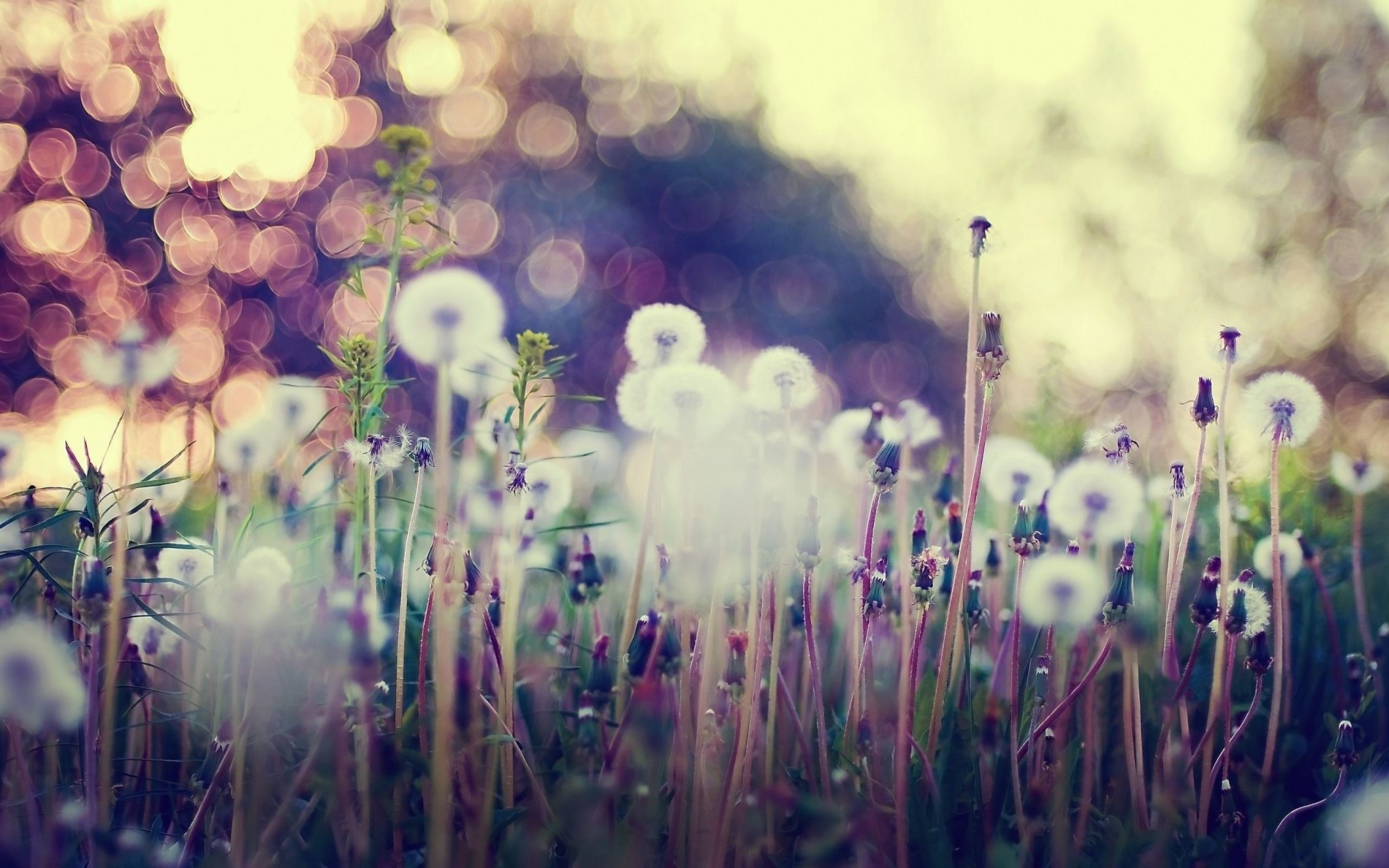 2048x1280 Dandelion-Background-Wallpapers-HD-Free-Download-04