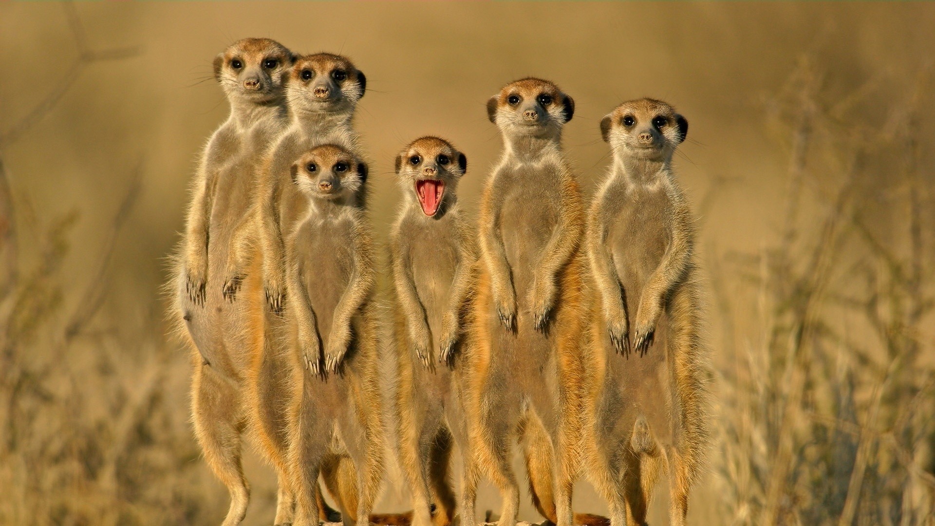 1920x1080 Preview wallpaper meerkats, crowd, set on, danger 