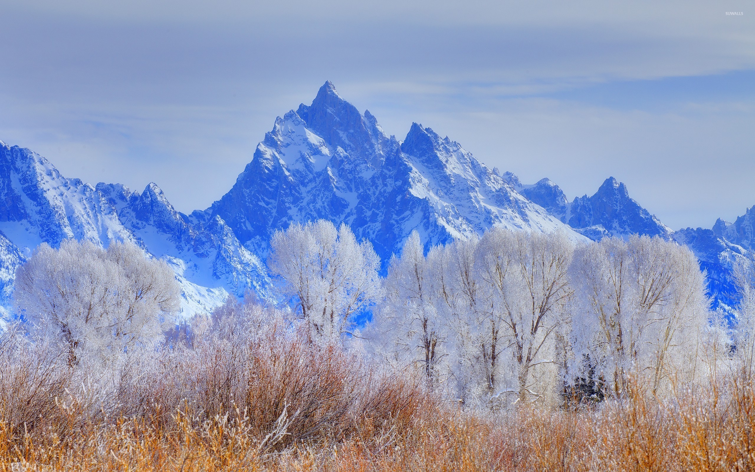 2560x1600 Snowy trees in front of the rocky mountain peaks wallpaper  jpg