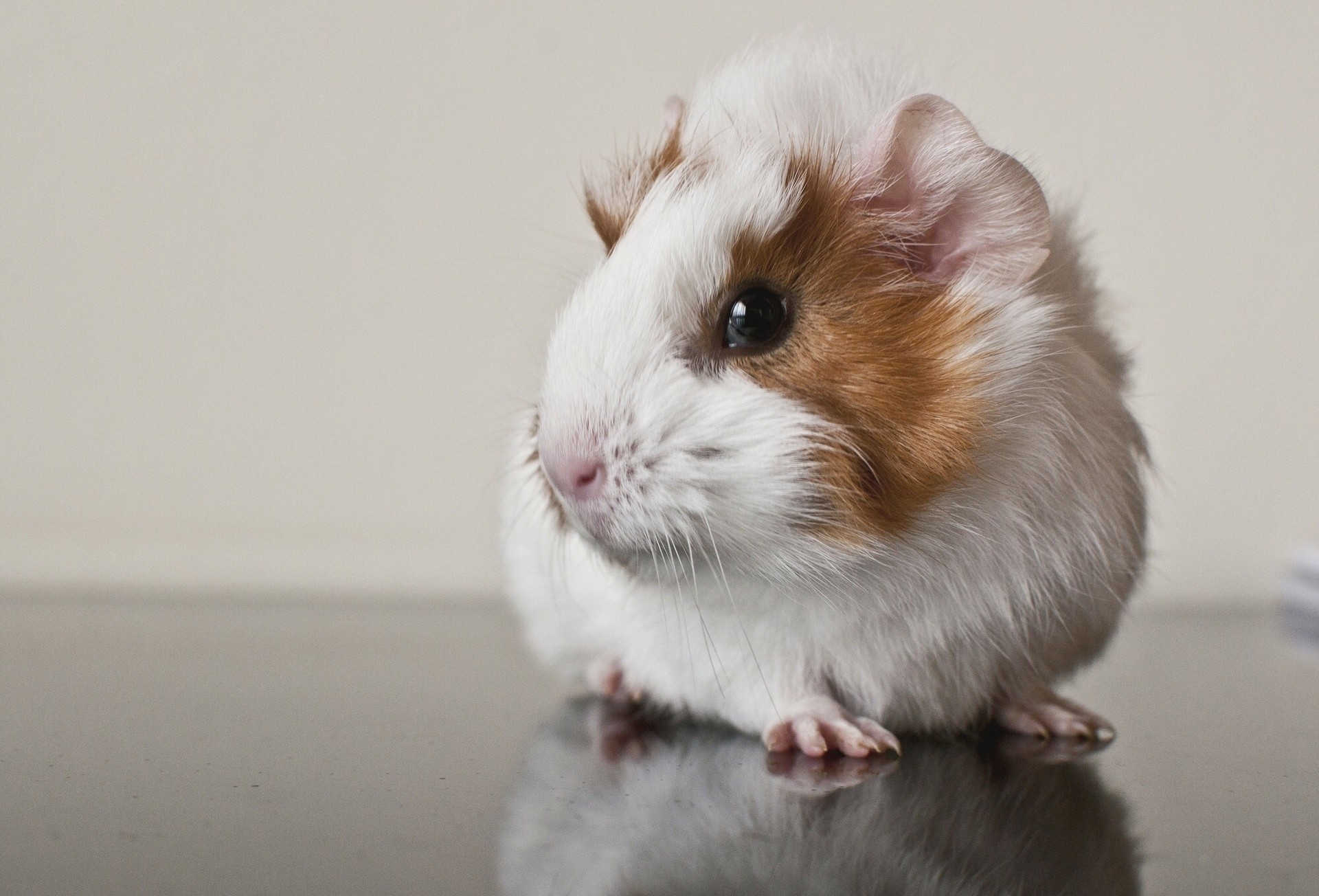 1920x1304 Guinea Pig wallpapers hd