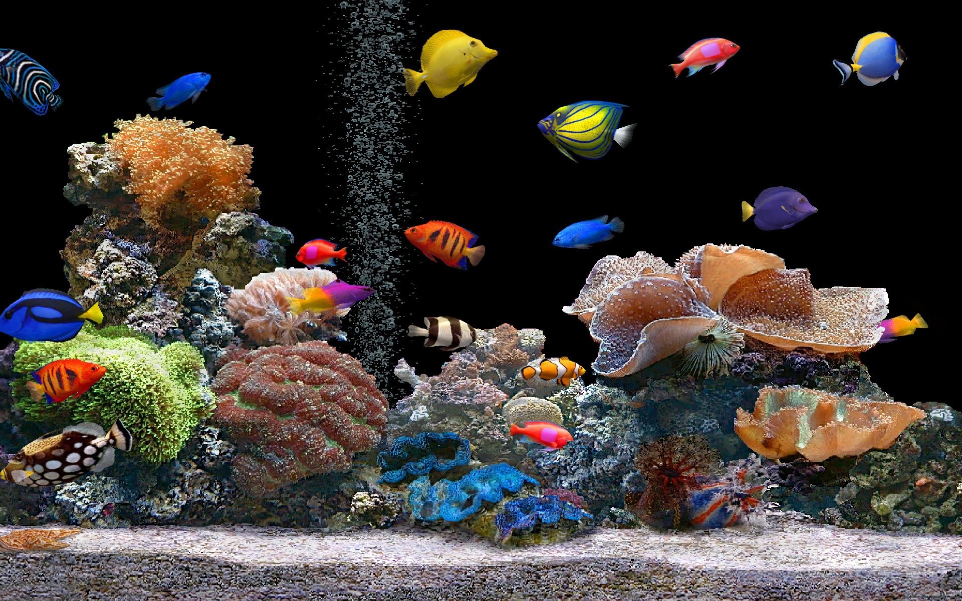1920x1200 Download Fish wallpaper Colorful Aquarium 