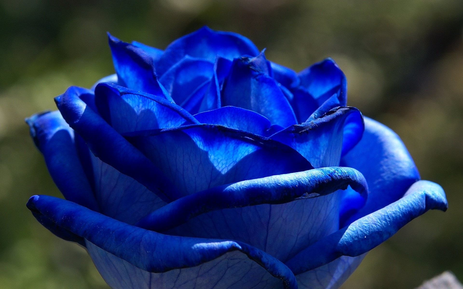 1920x1200 blue rose macro