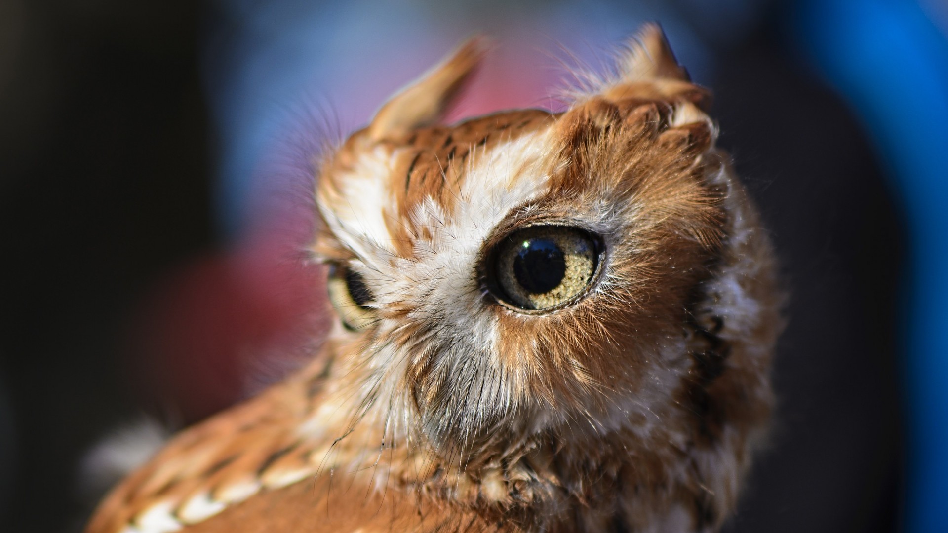 1920x1080 Wallpaper owl baby head close-up 