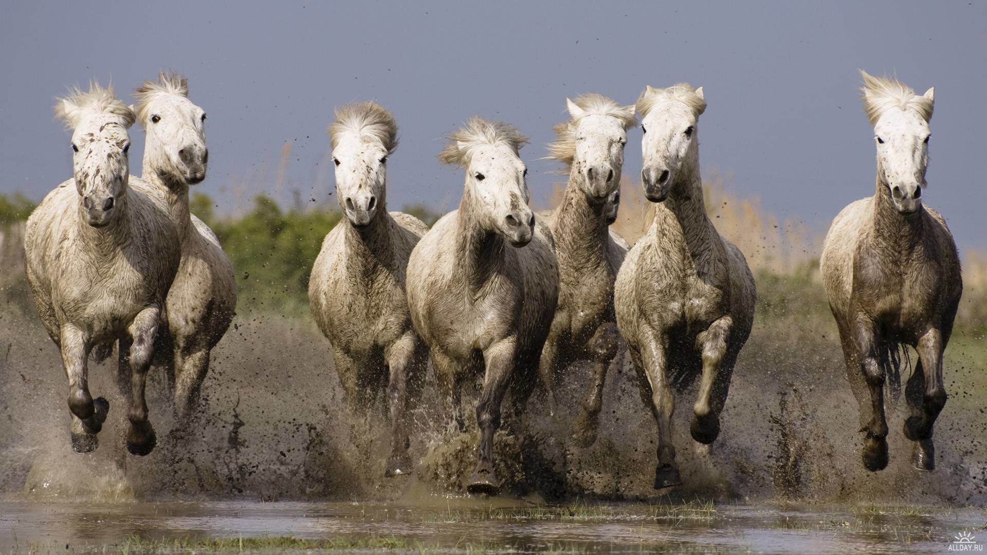 1920x1080 running horses images | Running Horse Wallpapers Unique Nature Hd Wallpapers  Design  .