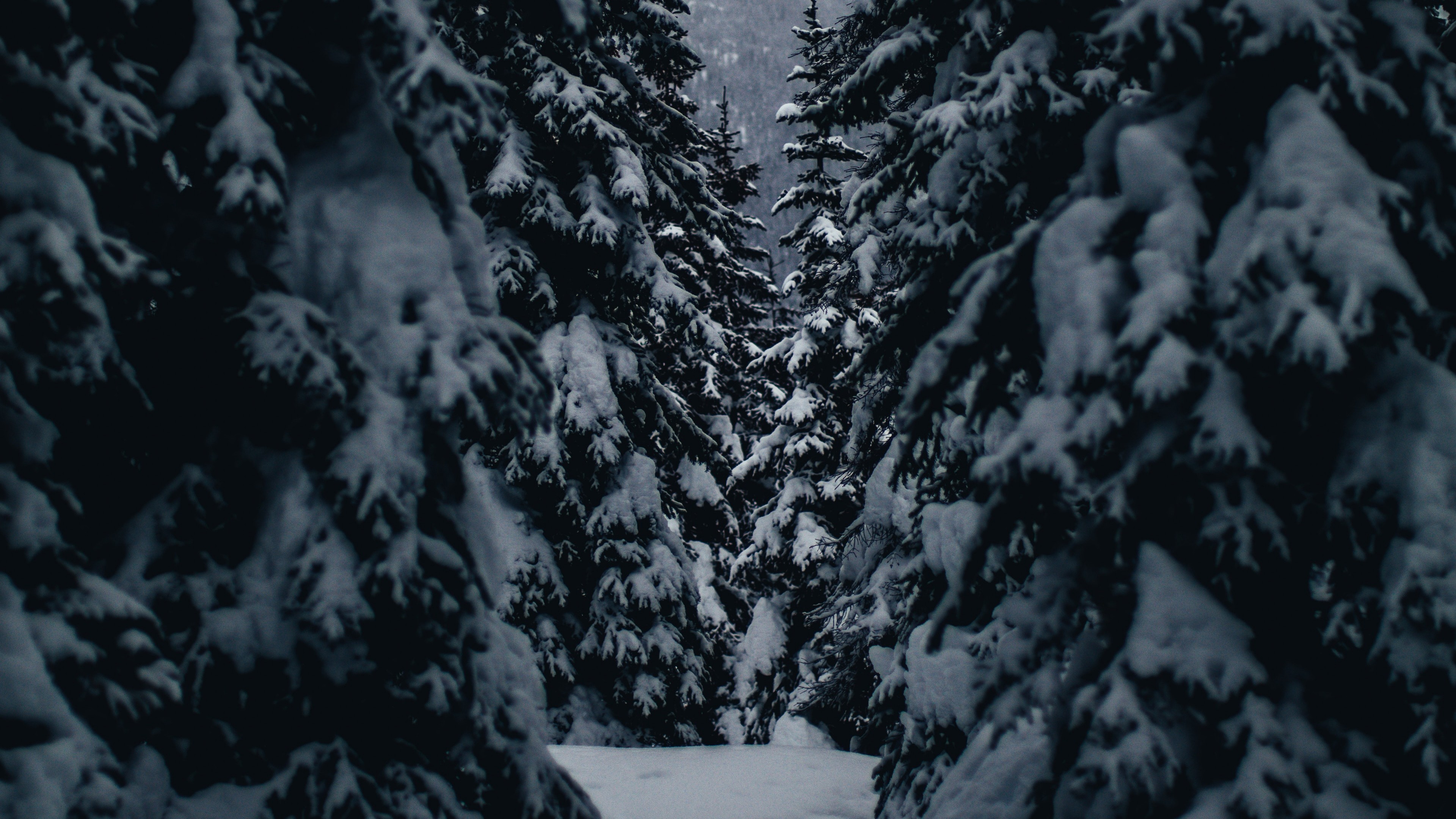3840x2160  Wallpaper winter, trees, passage, snowy