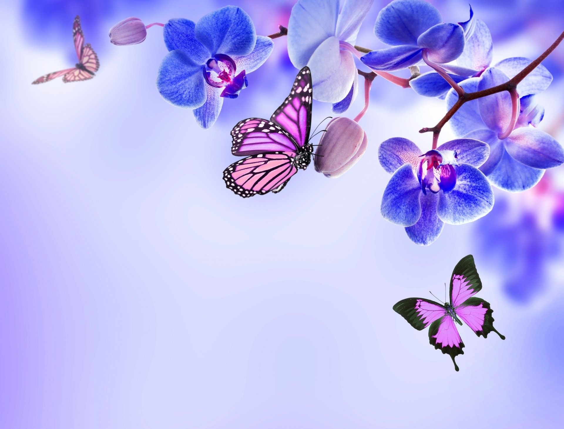1920x1459 orchid blue flowers beautiful butterflies orchid flower butterfly