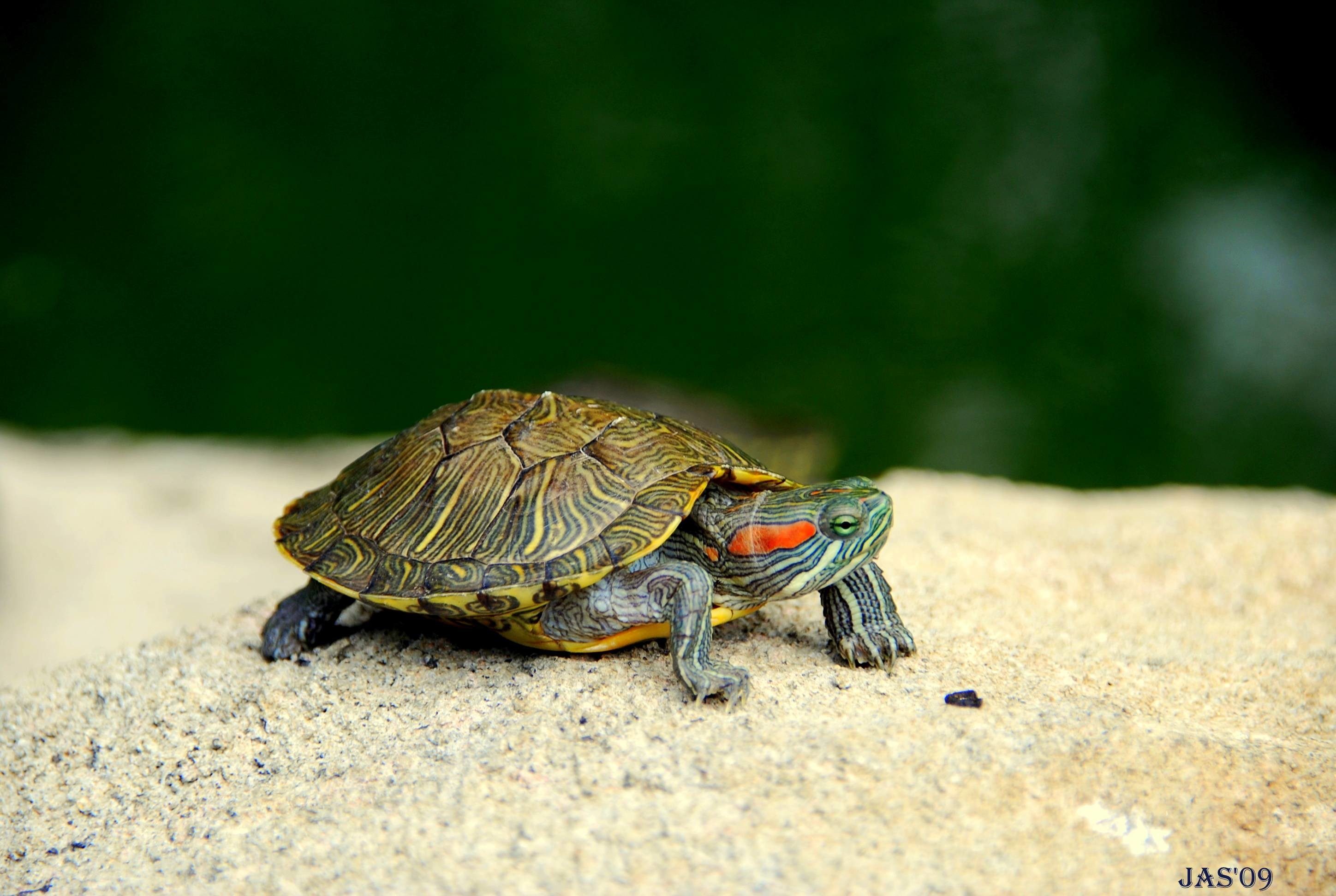 2896x1944 187 Turtle Wallpapers | Turtle Backgrounds Page 5