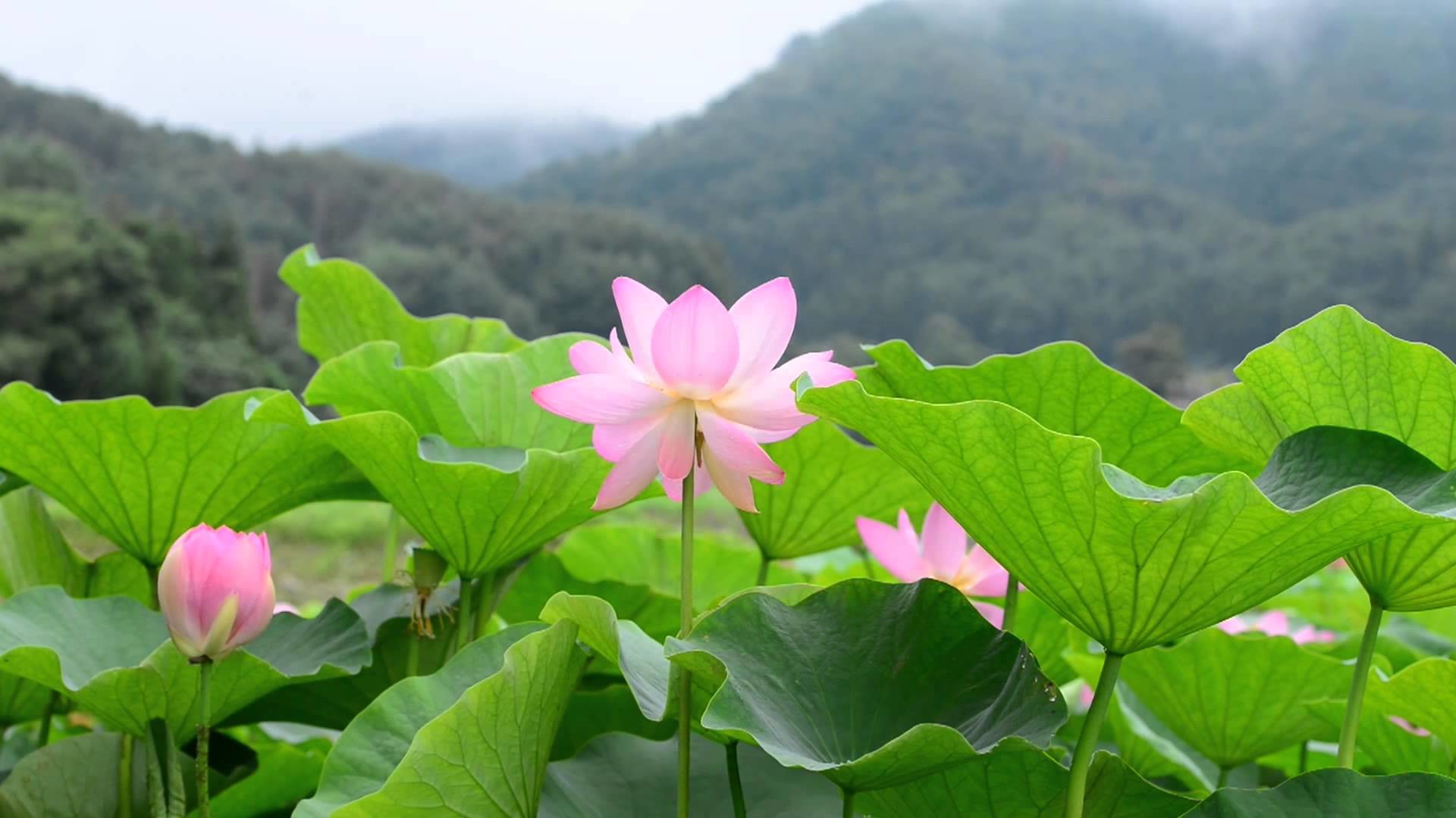 1920x1080 Lotus Flower 14 - Video Background HD 1080p