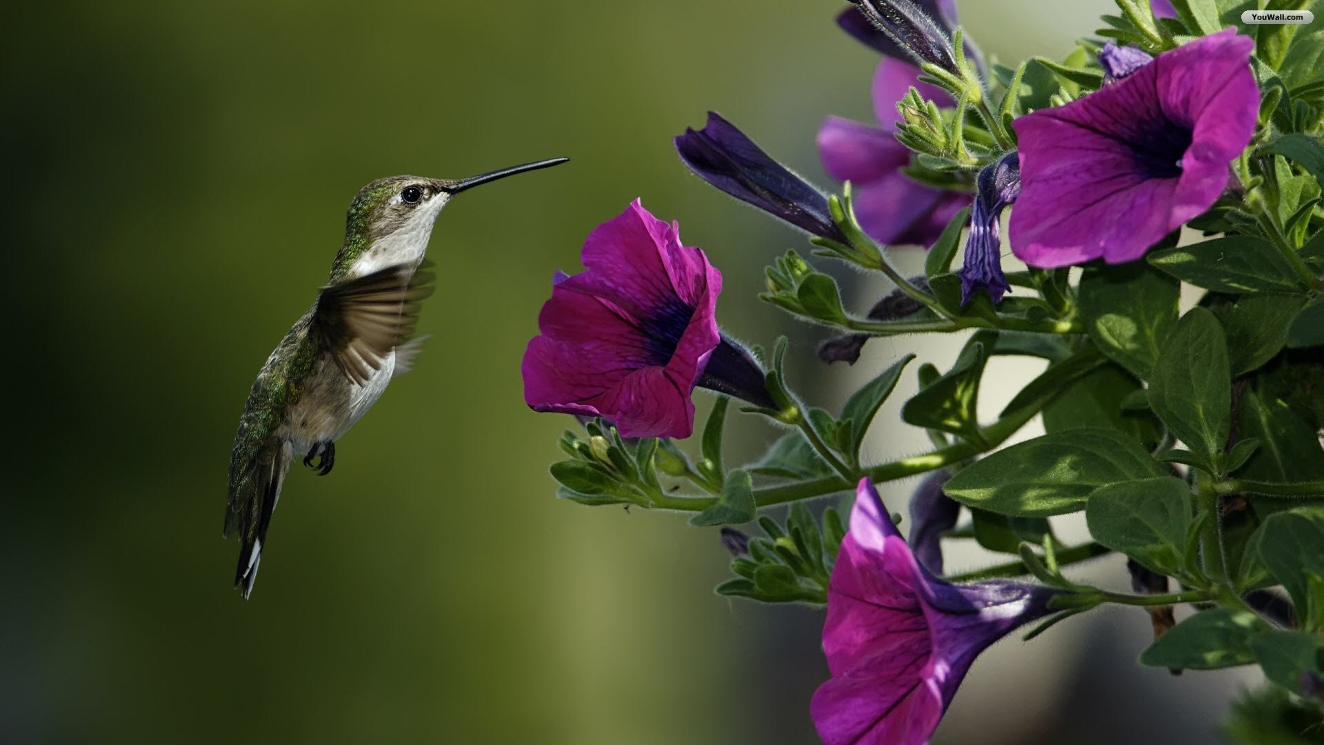 1920x1080 Bird And Flowers Free Images Birds Flowers