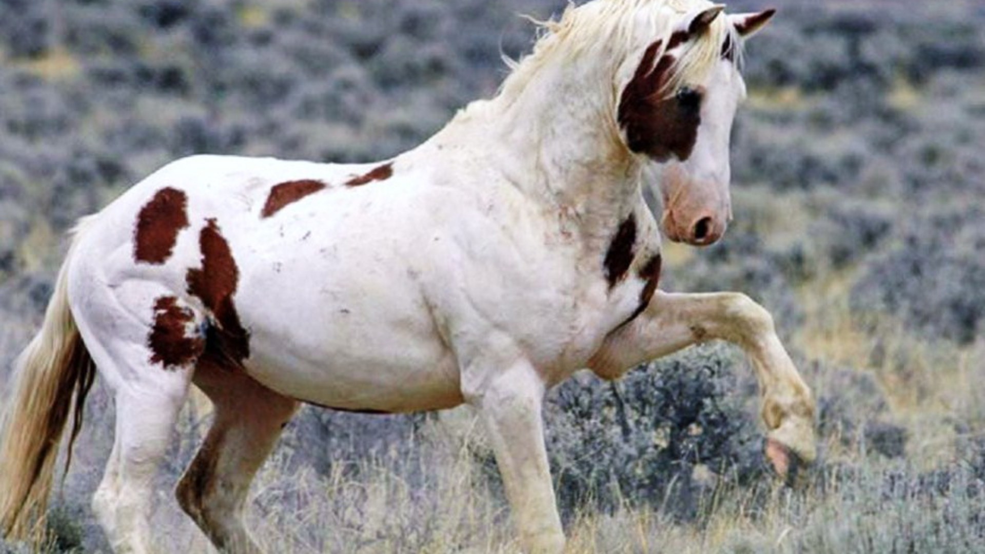 1920x1080 appaloosa horse amazing | HDwallpaper | Pinterest | Horse wallpaper and  Wallpaper
