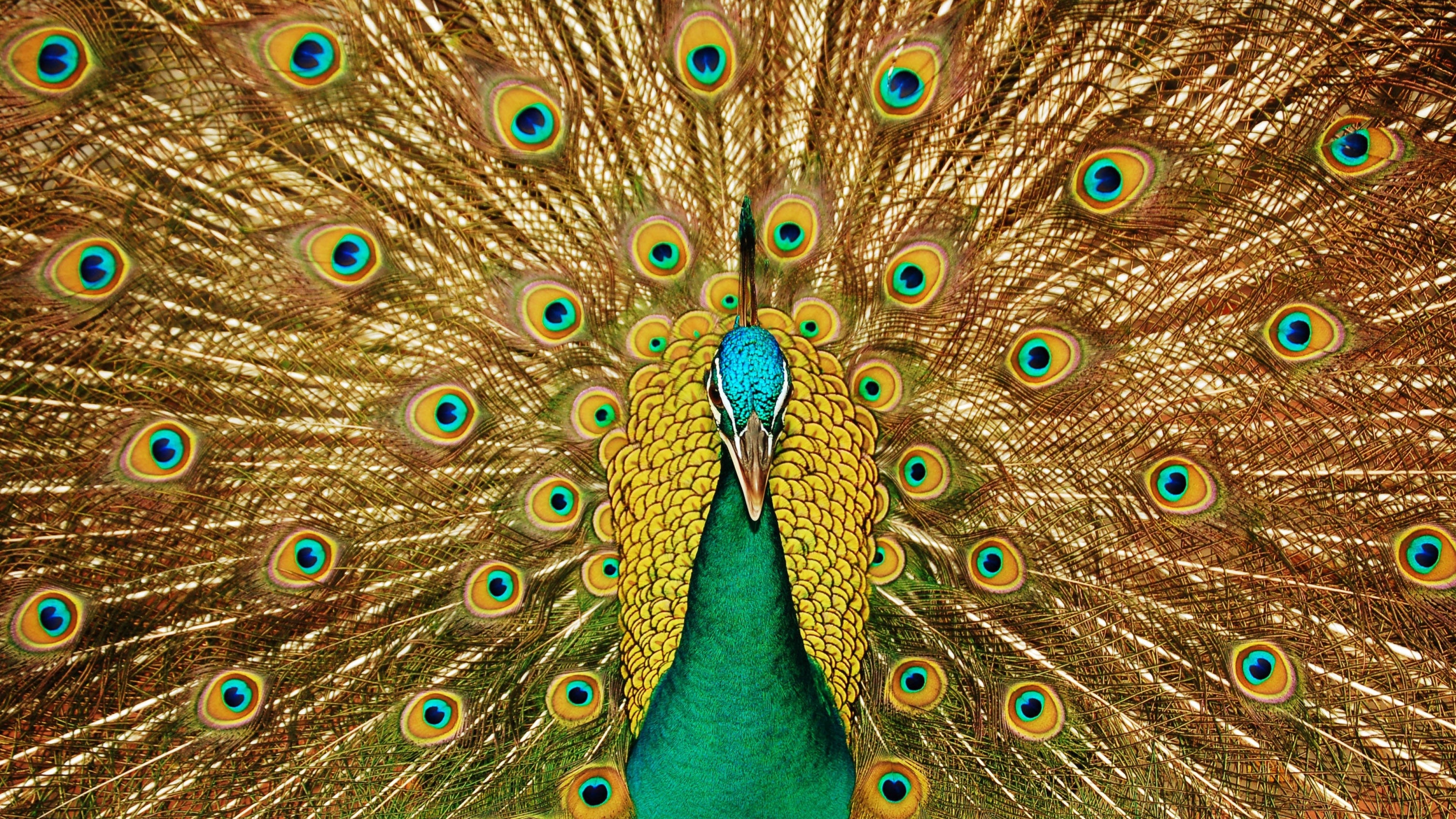 3840x2160  Wallpaper bird, peacock, feathers, tail