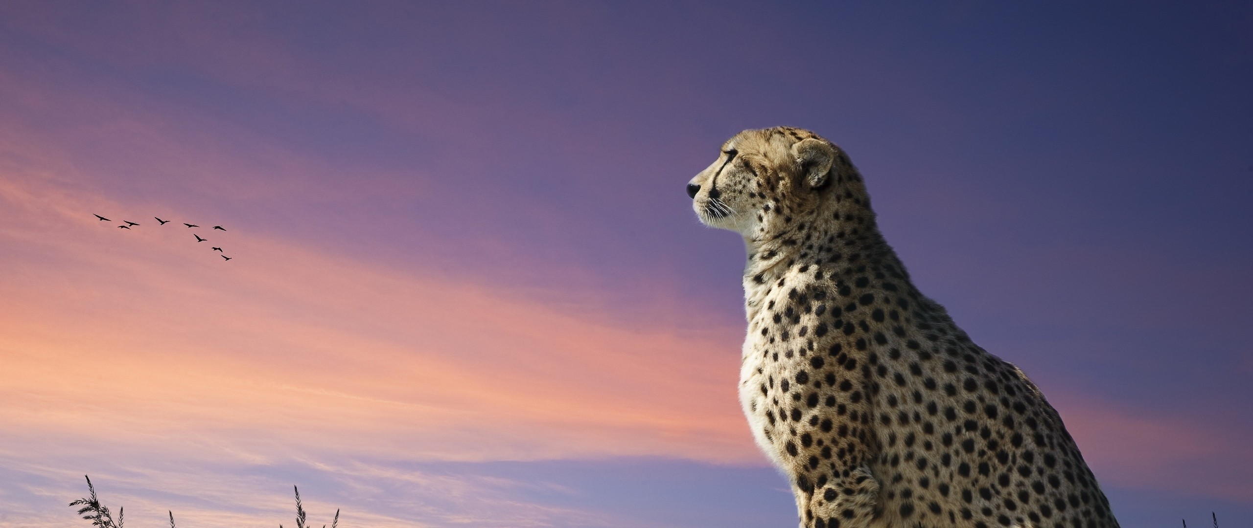 2560x1080 Cheetah Backgrounds Image Wallpaper Cave