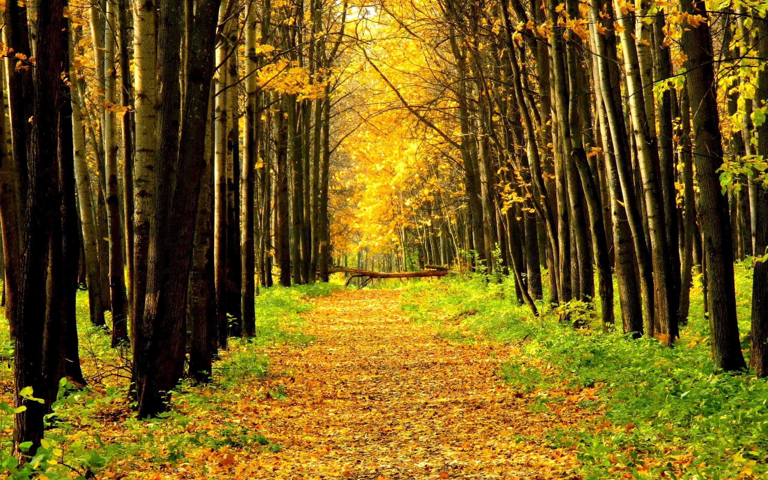 2560x1600 Trees Landscape Autumn Tree Forest Leaves Fall Nature 3D Wallpapers High  Resolution