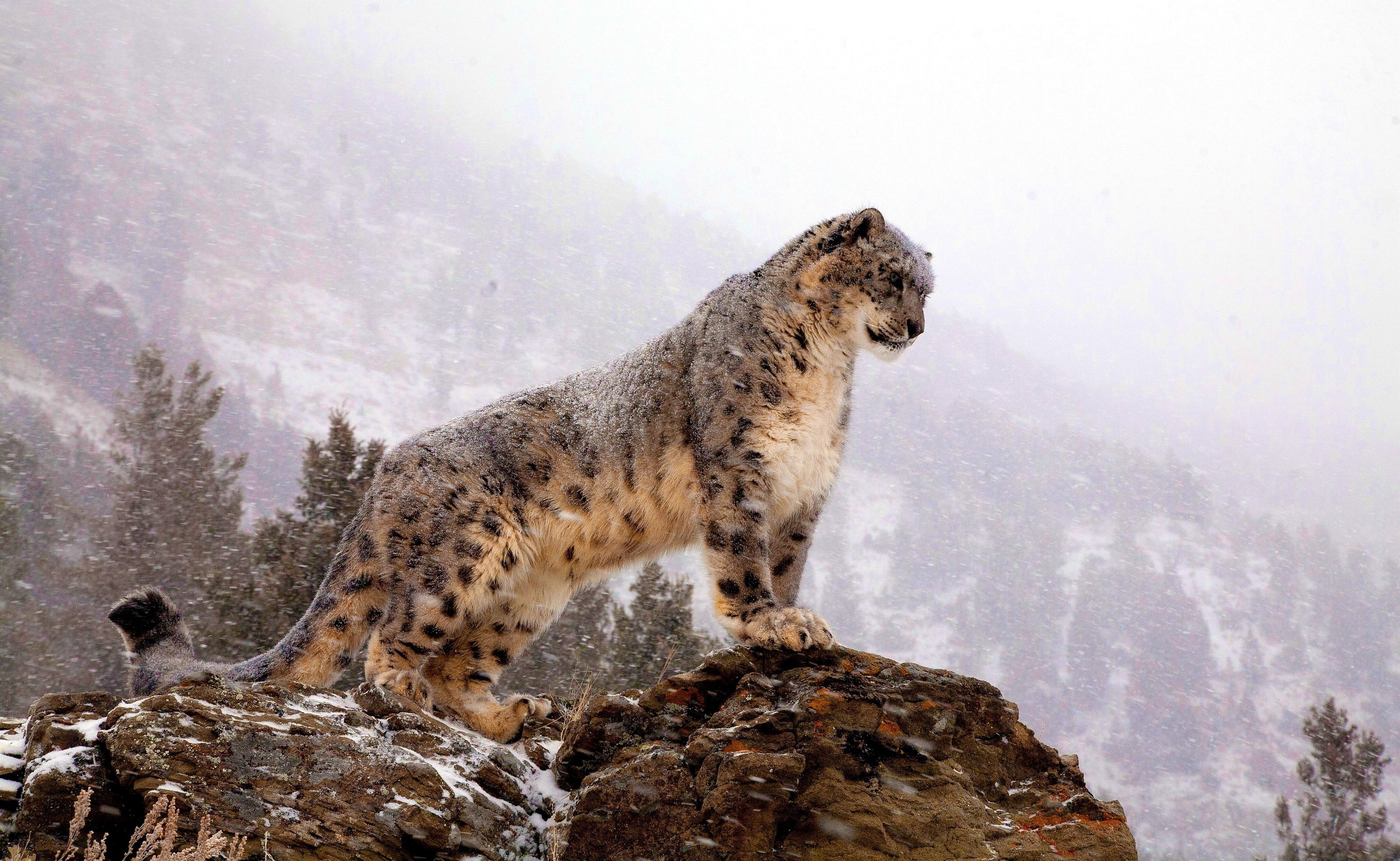 3200x1970 HD Wallpaper | Background Image ID:234294.  Animal Snow Leopard