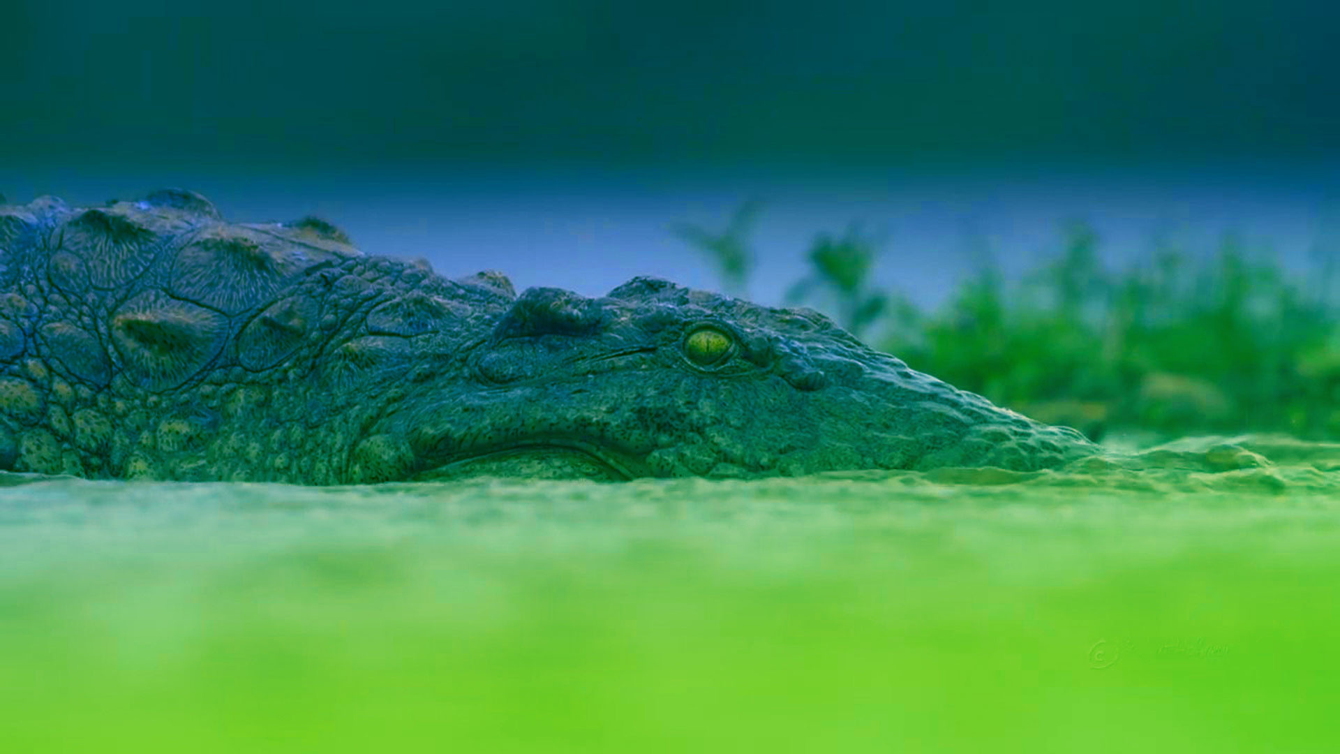 1920x1080 hd pics photos stunning attractive african wildlife new crocodile 13 hd  desktop background wallpaper
