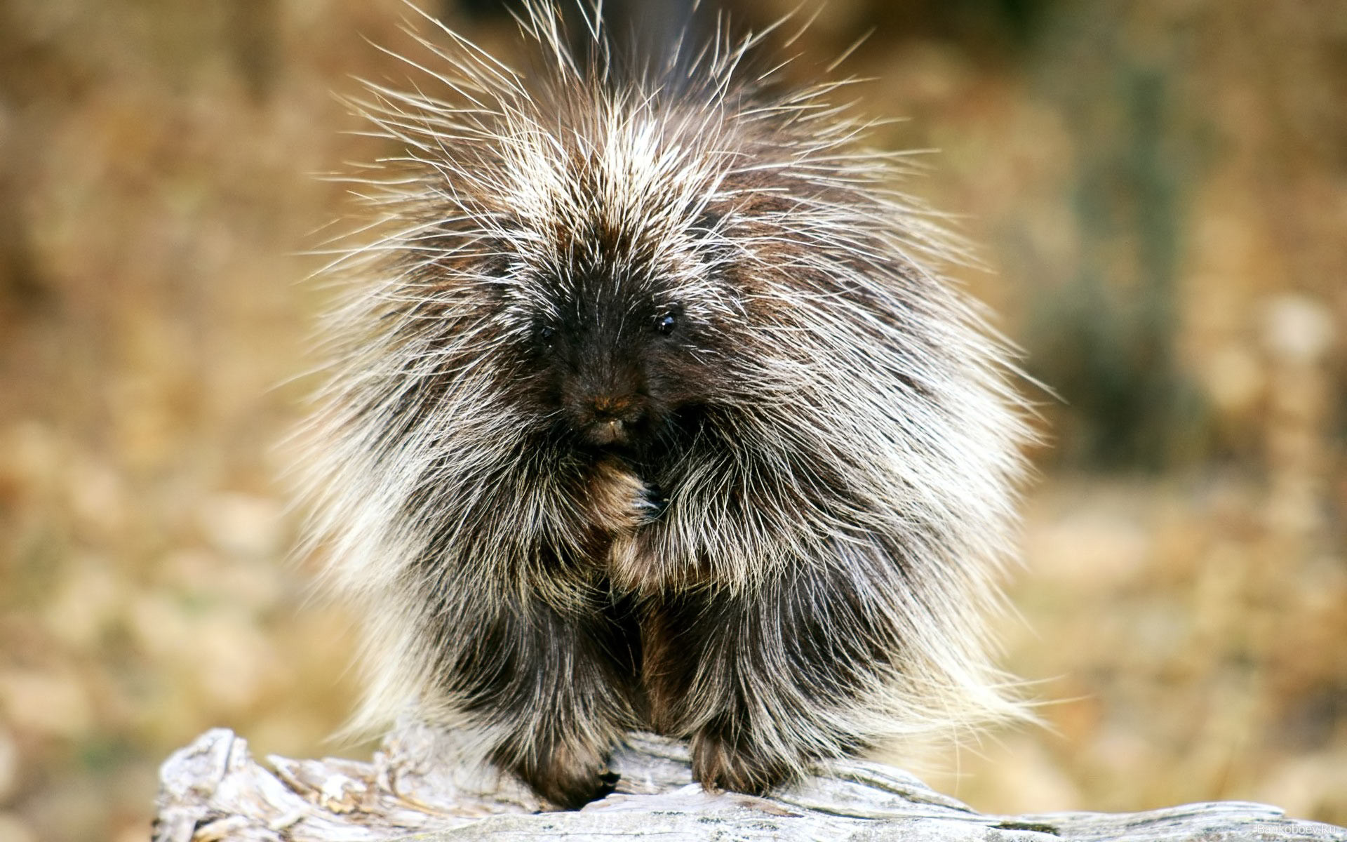 1920x1200 Bizarre Animals images Baby Porcupine HD wallpaper and background photos