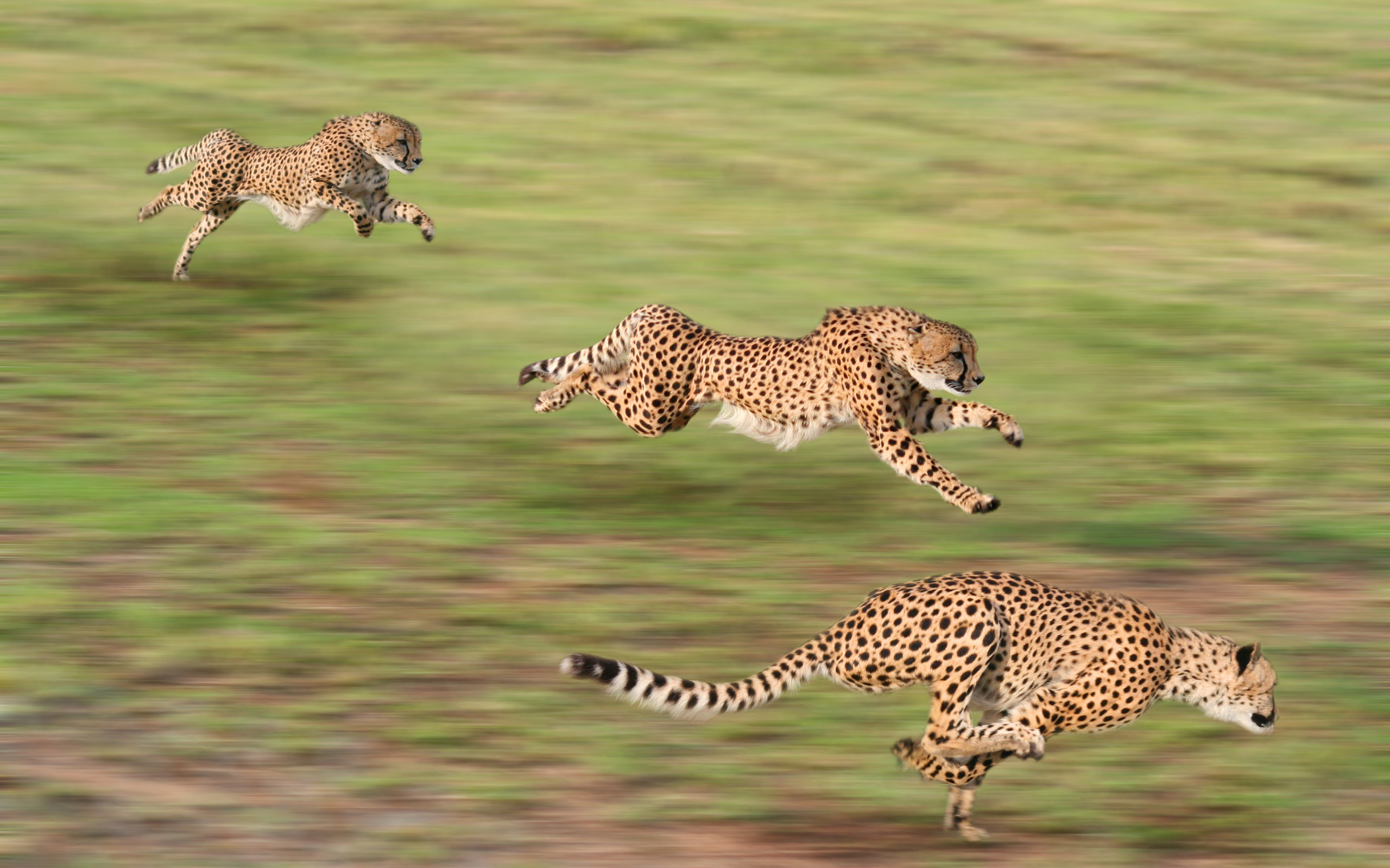 2560x1600 Cheetah Running Wallpaper HD Desktop Wallpaper, Background Image