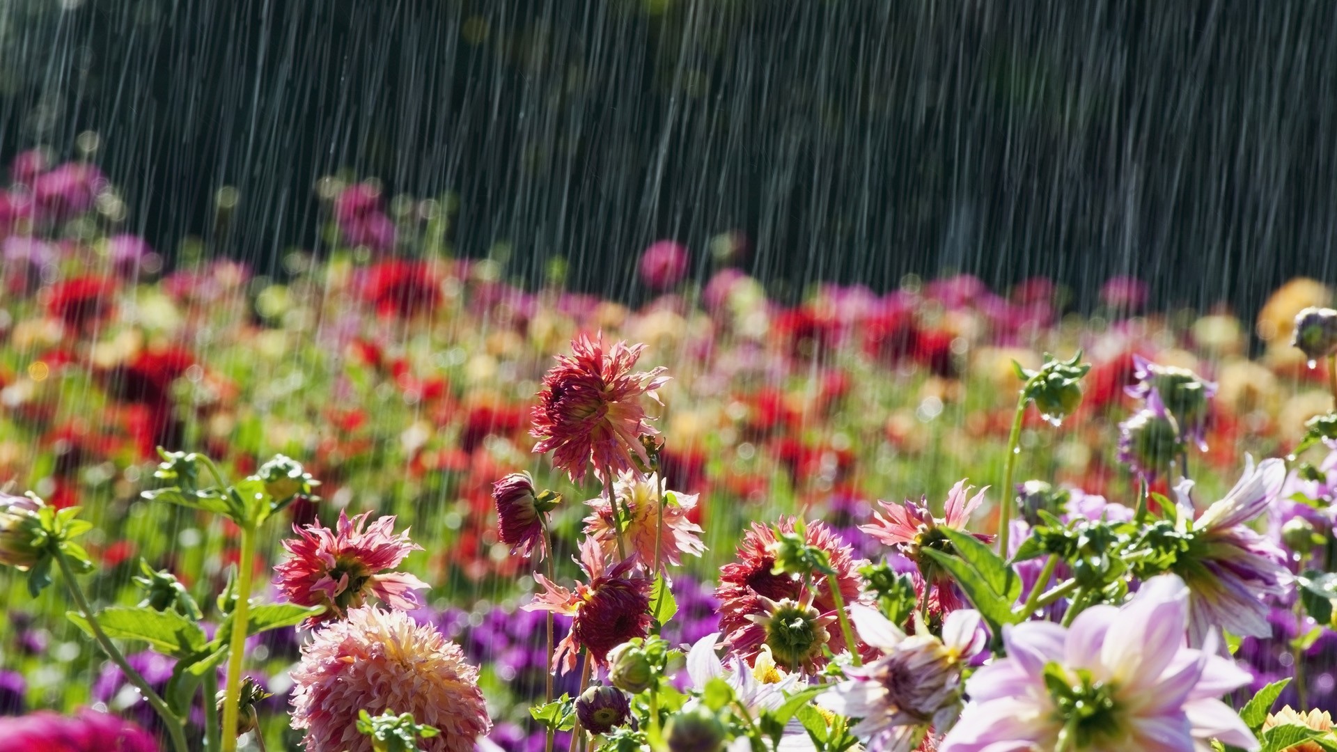 1920x1080 4. april-showers-bring-may-flowers-wallpaper5-600x338