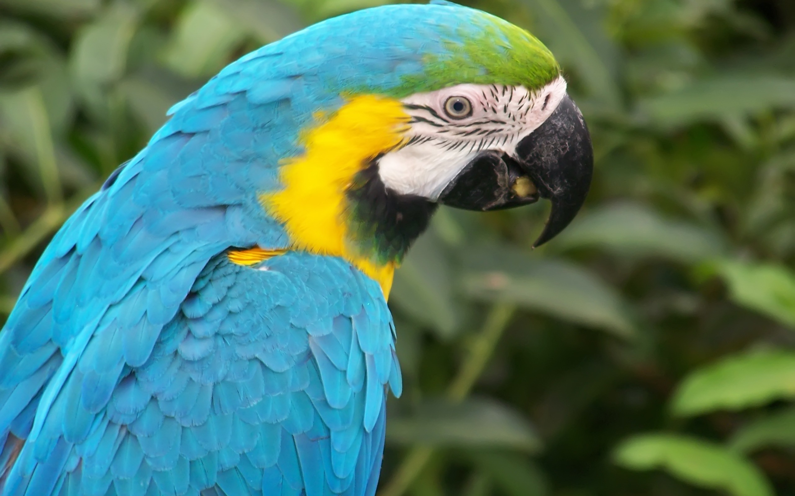 2560x1600 Blue Macaw Parrot Wallpaper Parrots Animals Wallpapers