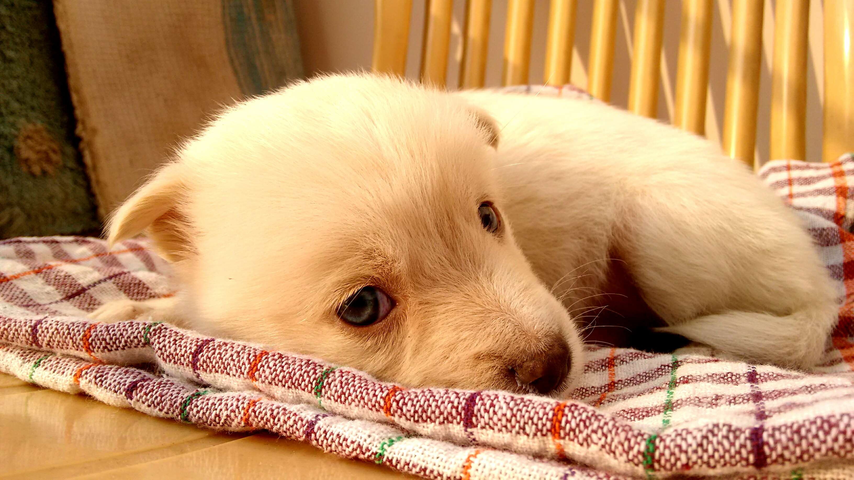 3264x1836 adorable, animal, baby, baby dog, canine, cute, domestic, little