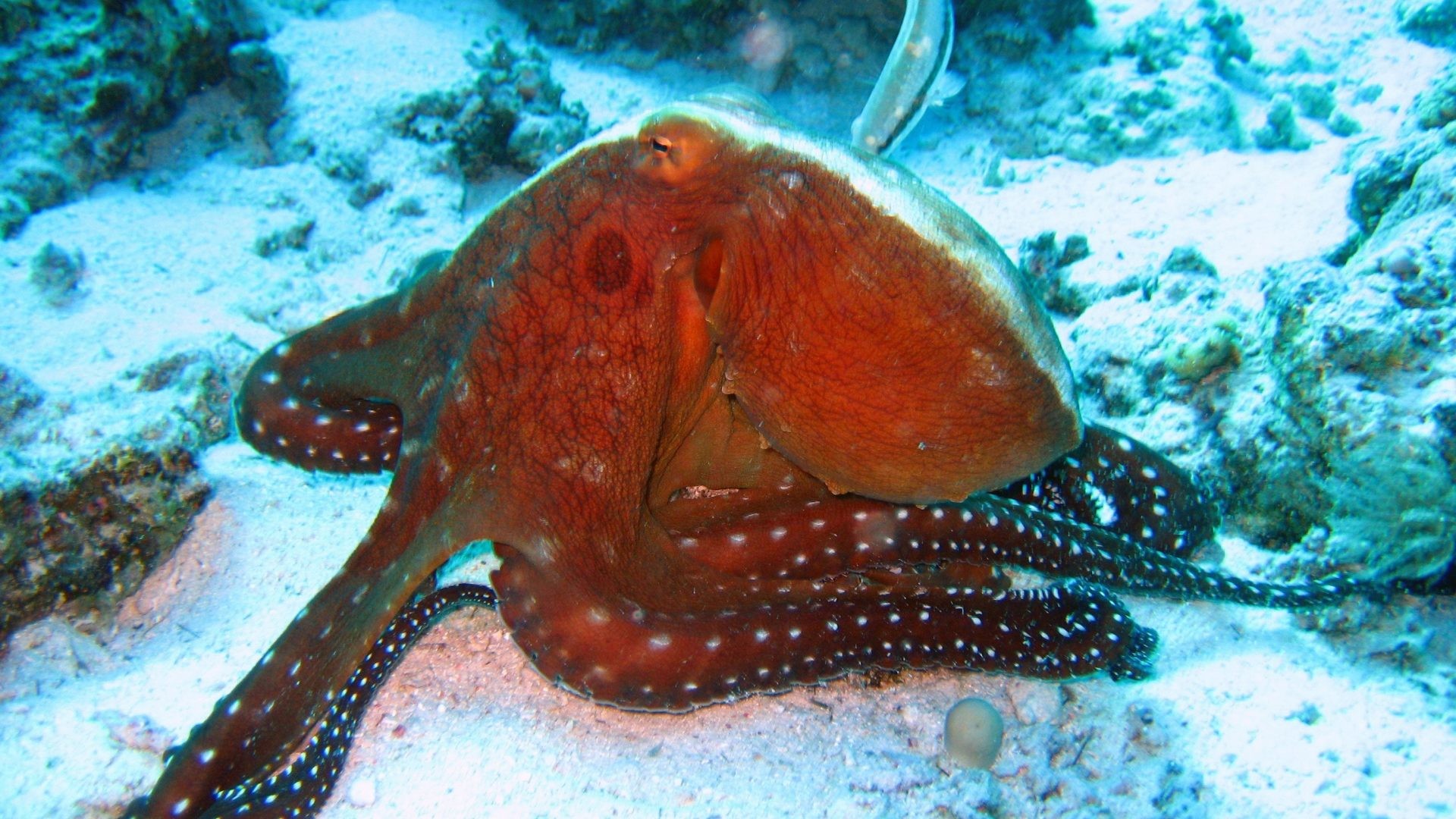 1920x1080 Octopus Tag - Ocean Sea Underwater Octopus Sealife Fish Tank Screensaver  Free Download for HD 16