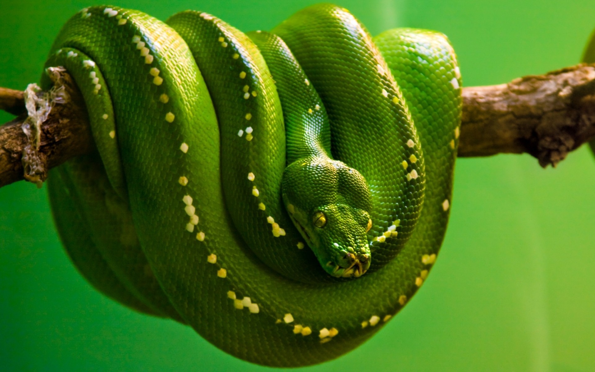 1920x1200 20 Excellent HD Snake Wallpapers