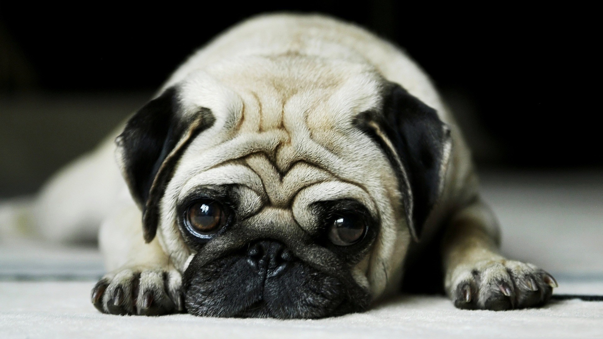 1920x1080 Pug Wallpapers | HD Wallpapers