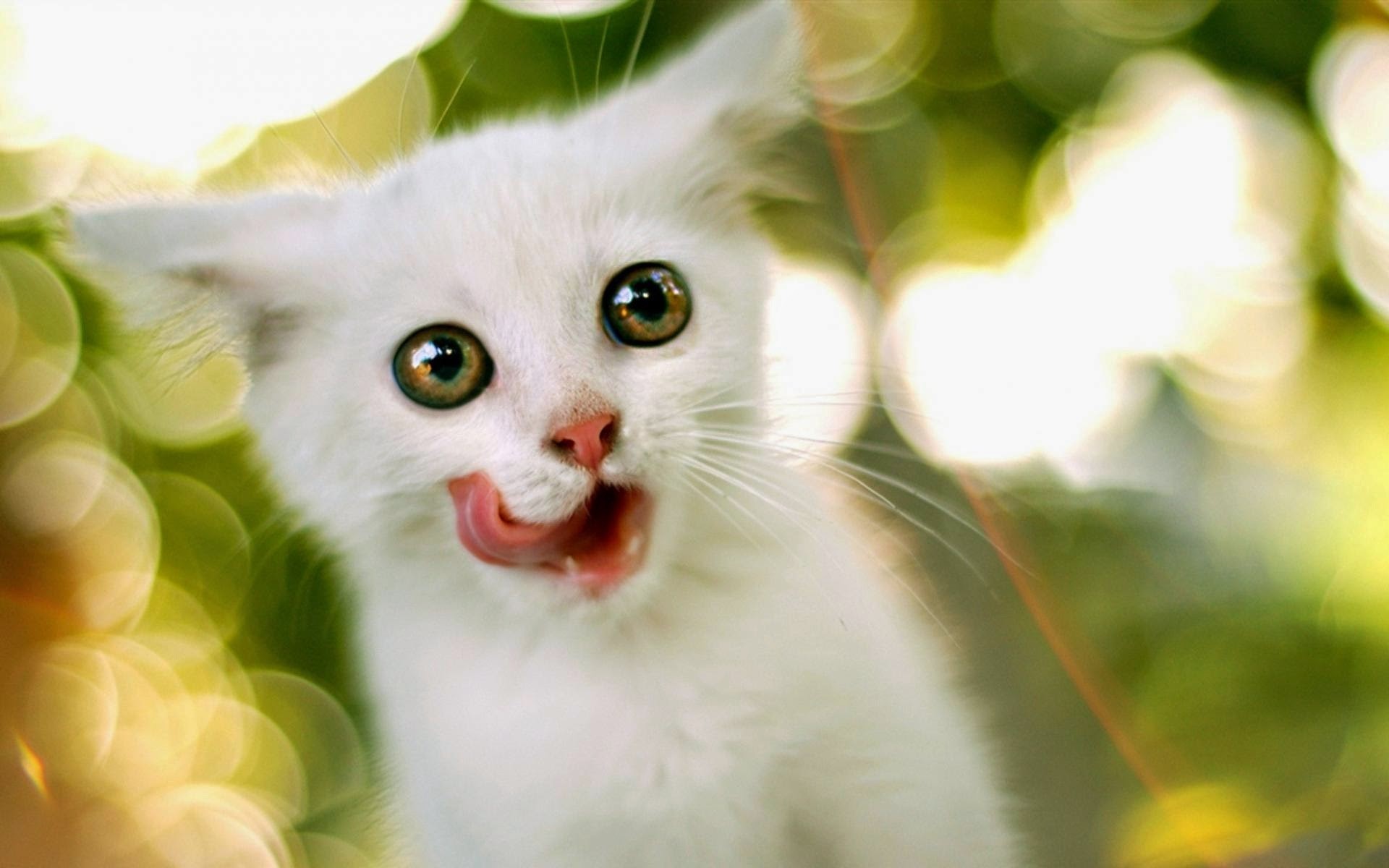 1920x1200 Cute Cat Wallpapers Amazing HQFX Cute Cat Pictures Backgrounds .