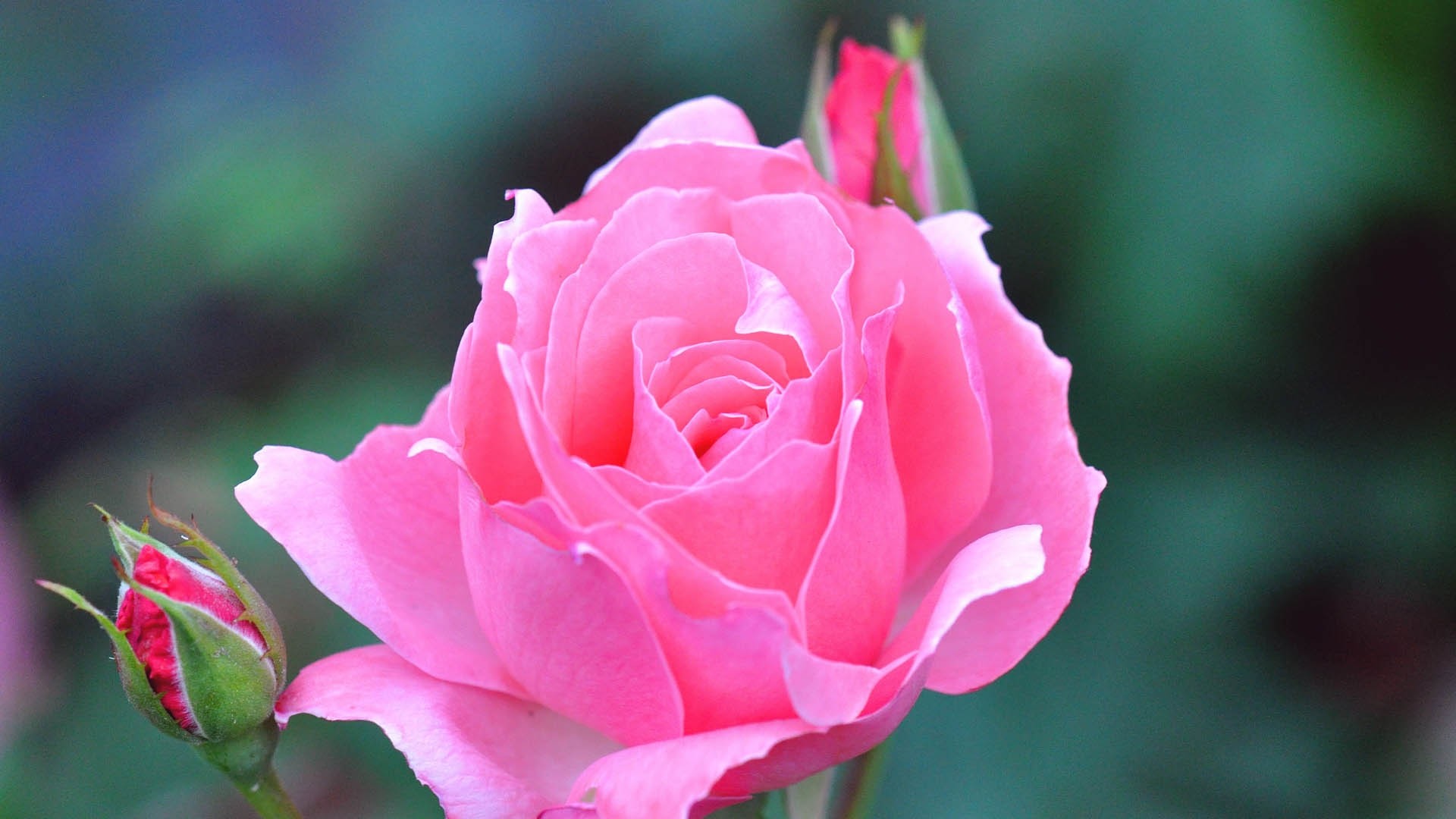 1920x1080  Wallpaper rose, beautiful, pink
