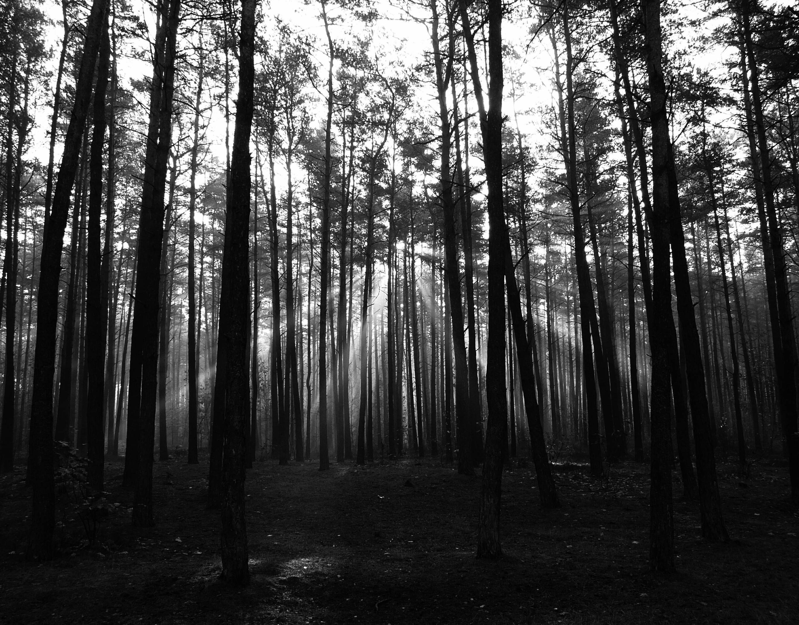 2736x2141 Collection of Dark Forest Widescreen Wallpapers:  – free download