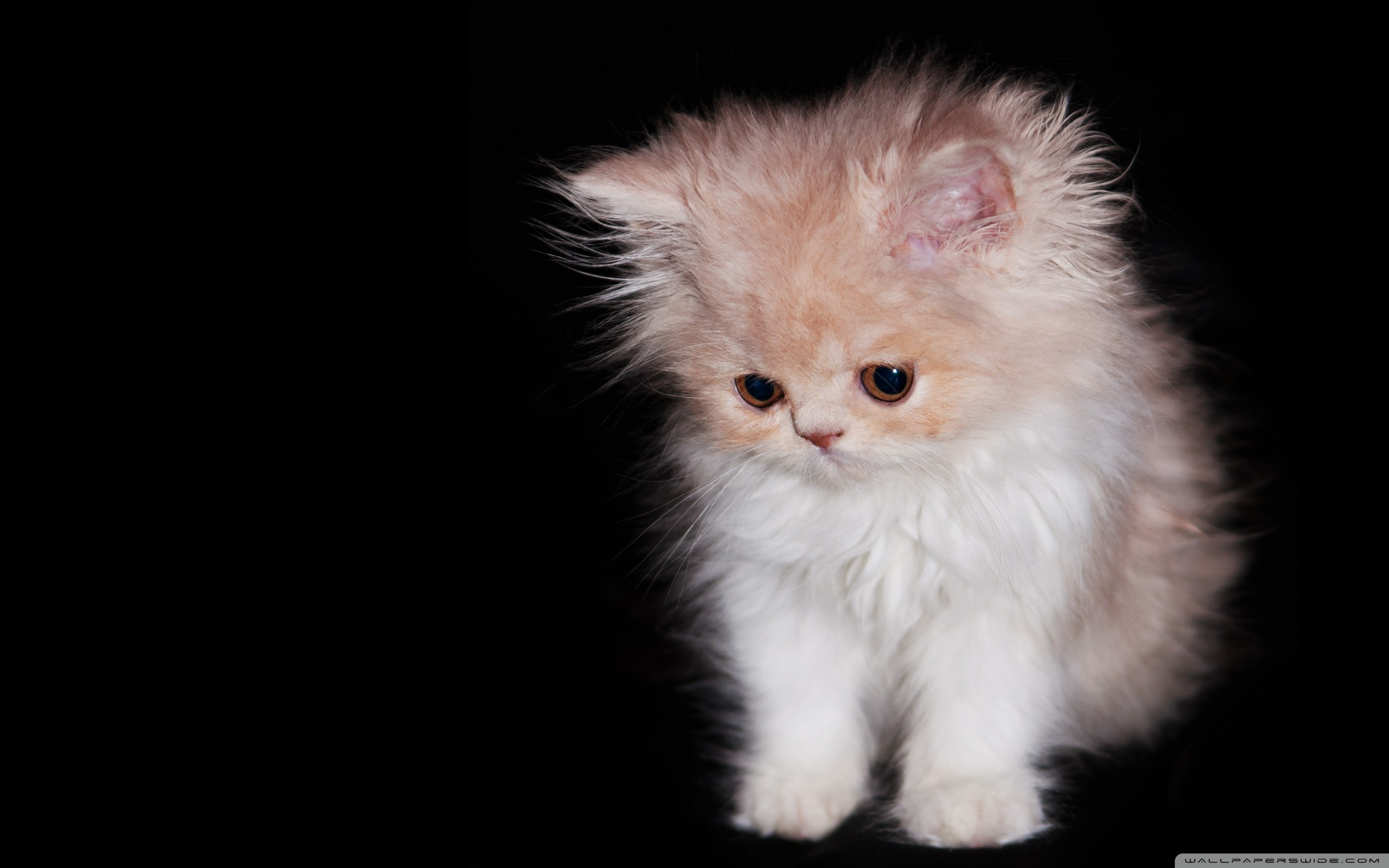 2560x1600 Cool Cute Persian Kitten Hd Desktop Wallpaper : High Definition Also Cute  Persian Cat Kitten