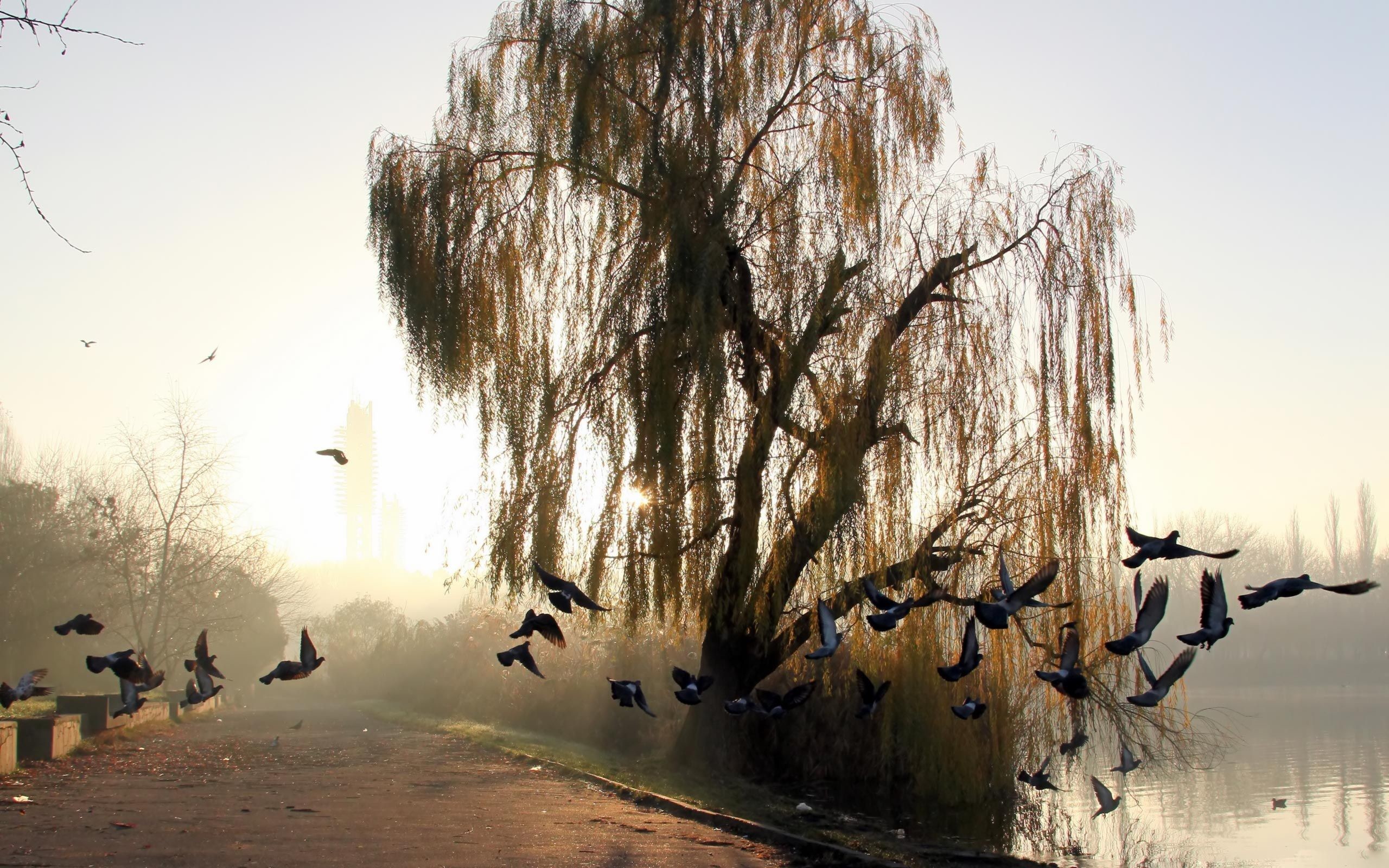 2560x1600  Weeping willow by the pond - wallpaper download