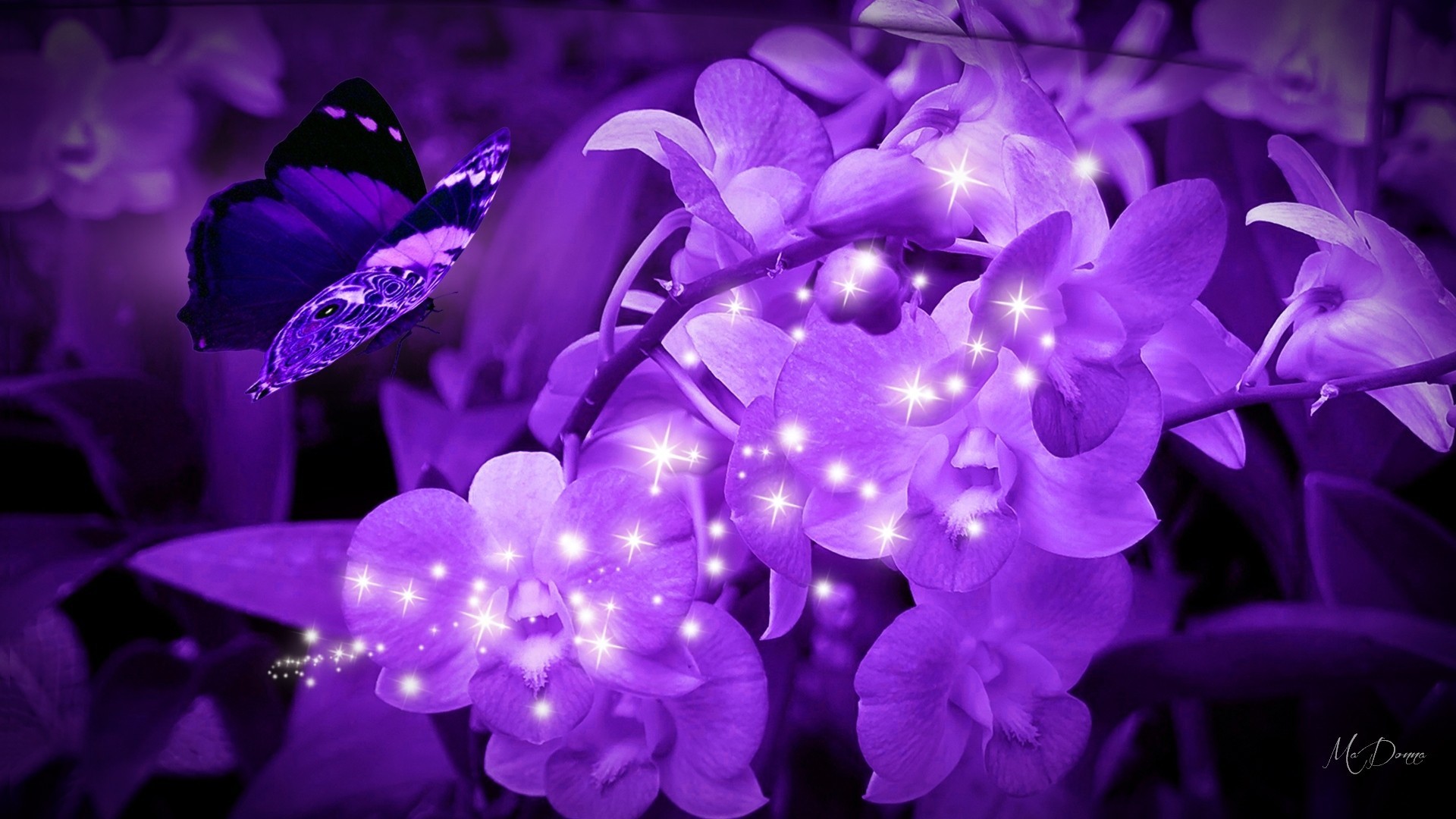1920x1080 Flowers Bright Sparkle Firefox Theme Lavender Butterflies Persona Orchids Purple  Wallpaper Flower Hd Download
