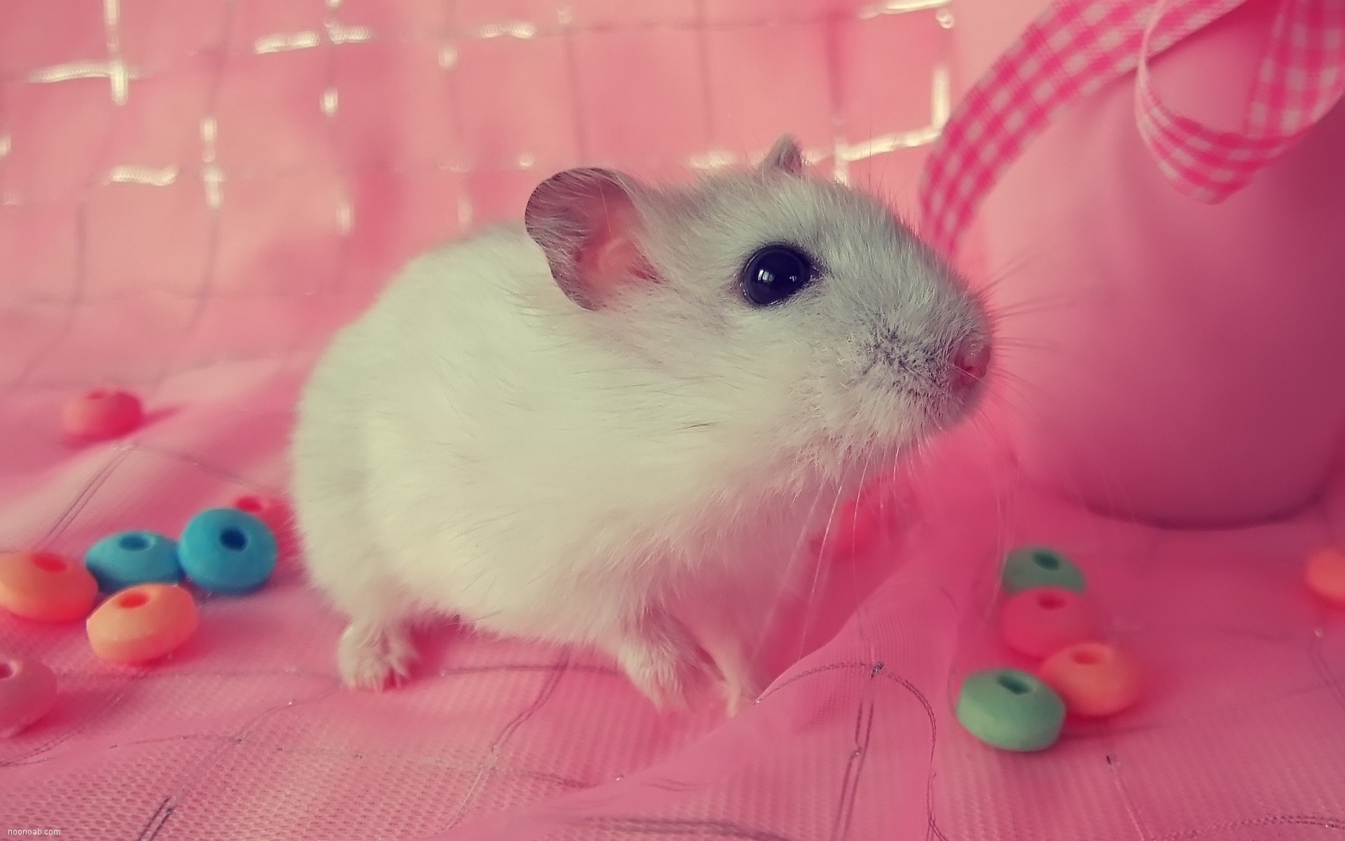 Cute Hamster Wallpaper (58+ images)