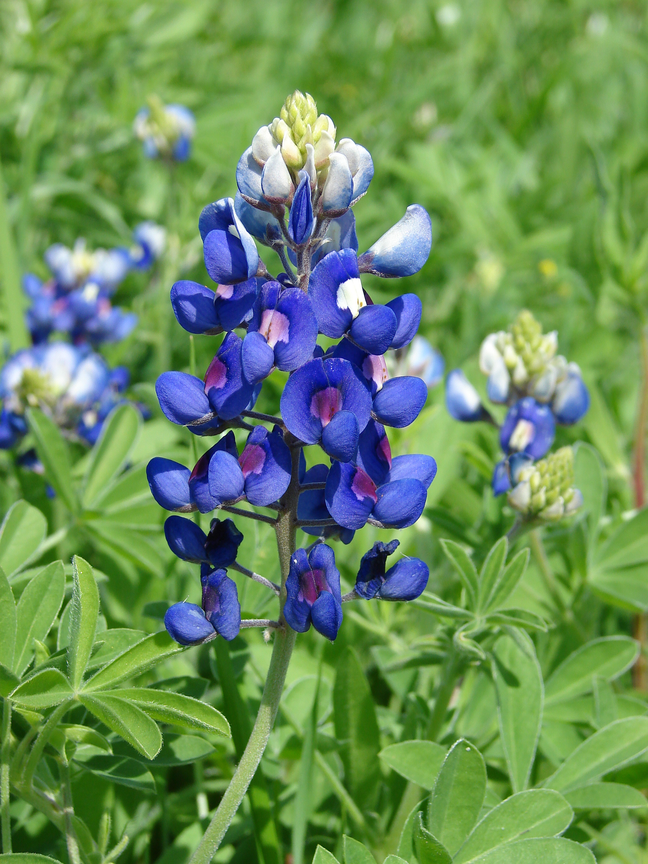 2112x2816 bluebonnet flower | ... flower facts compliments of Flower Blog (and a  little