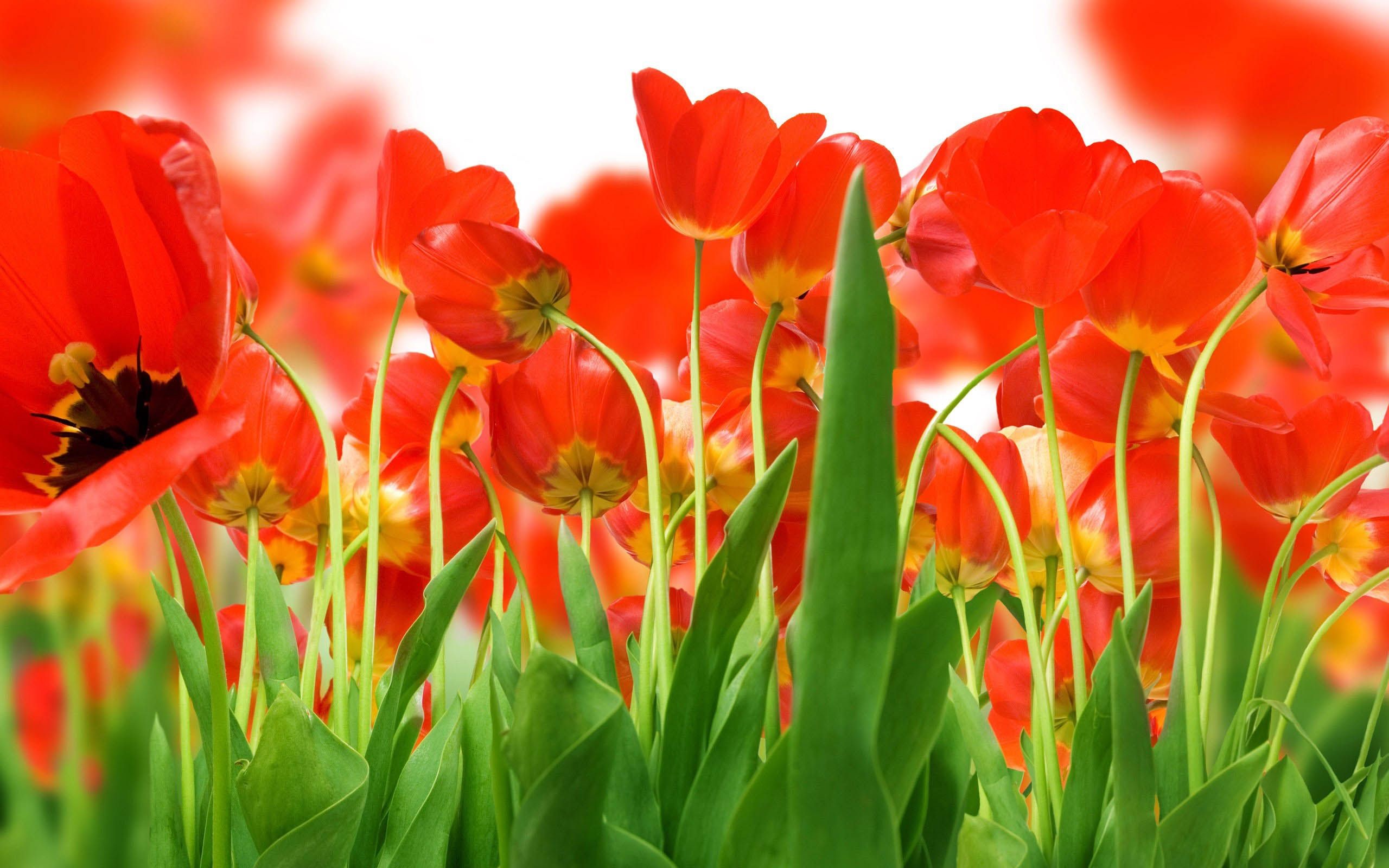 2560x1600 Awesome Flowers Wallpaper Desktop Background Full Screen | Download .