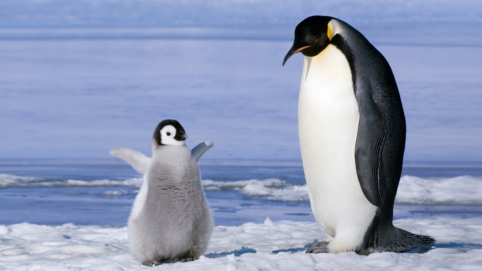 1920x1080 penguin Images Collection