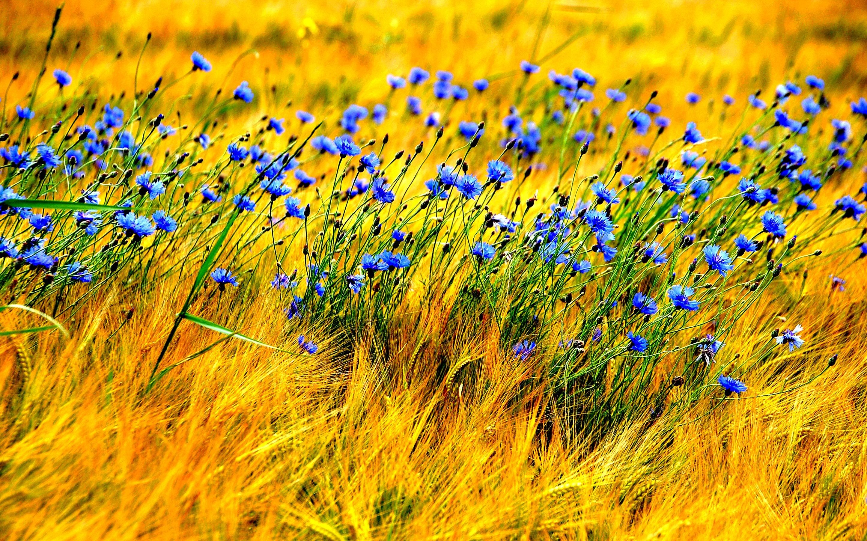2892x1805 Blue Wind Nature Field Flowers HD
