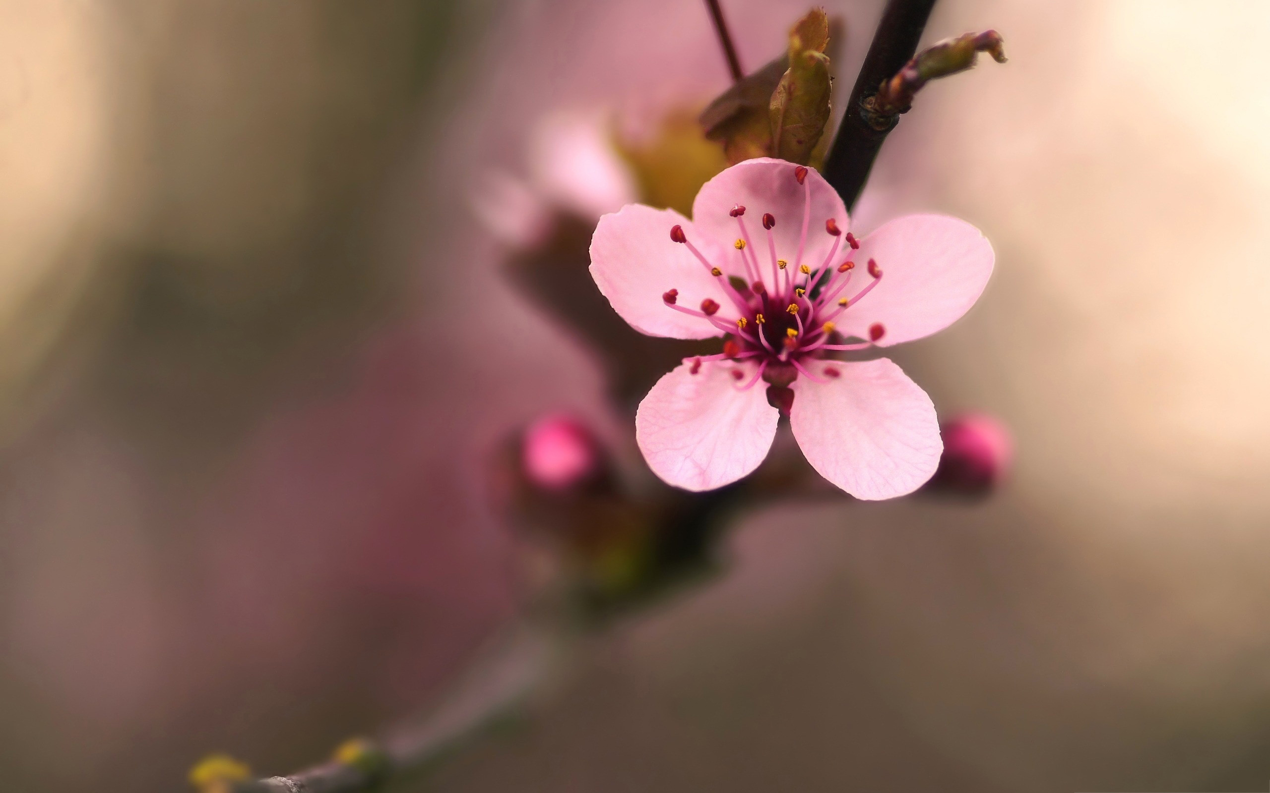 2560x1600 Cherry Blossom Flower