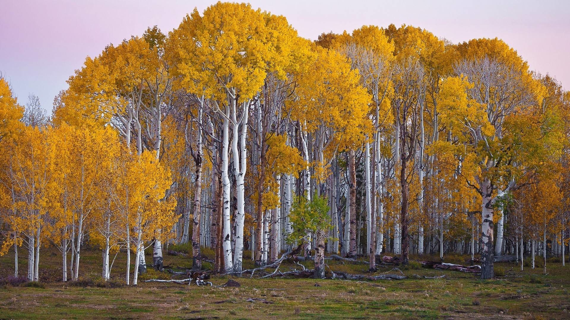 1920x1080 Are these birch or aspen trees?