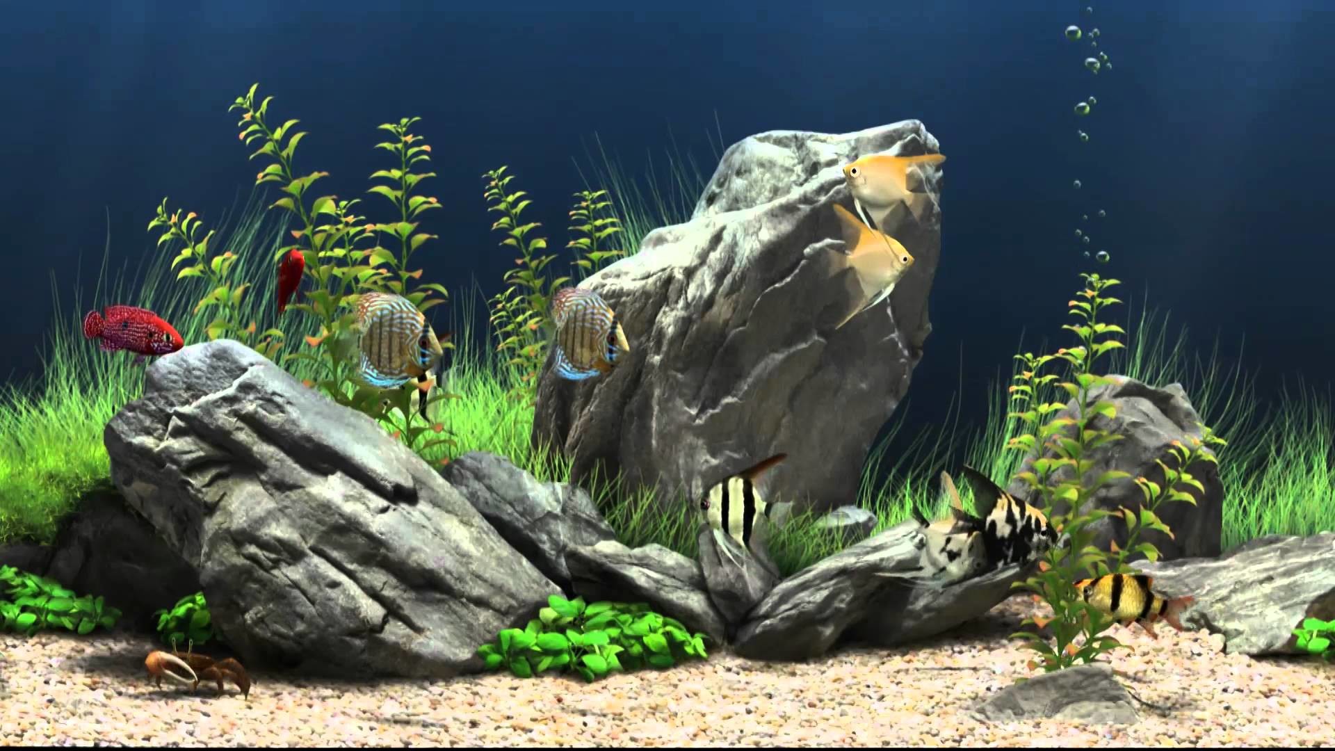 1920x1080 Dream Aquarium Virtual Fishtank 1 